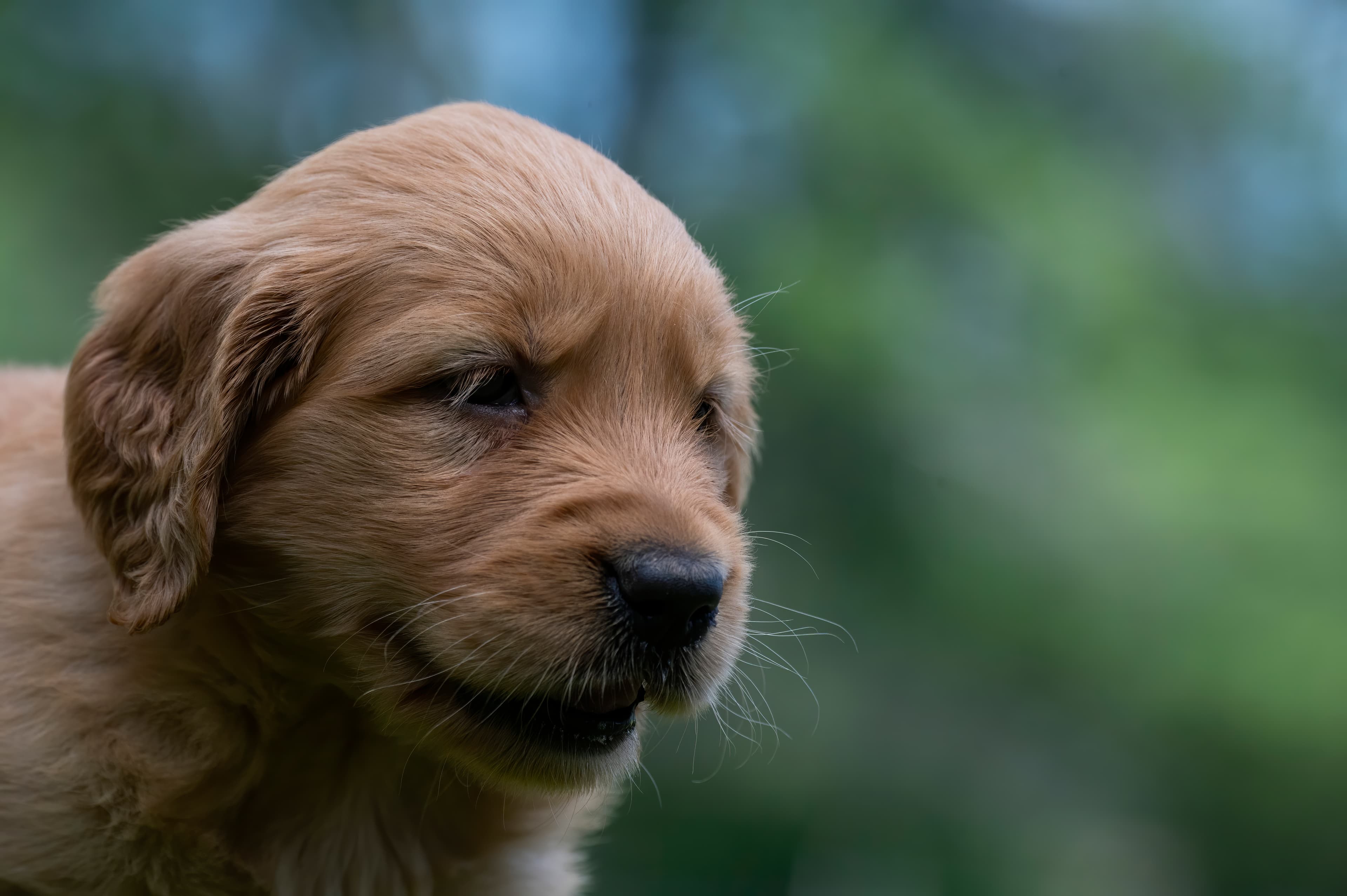 Puppies — pups097