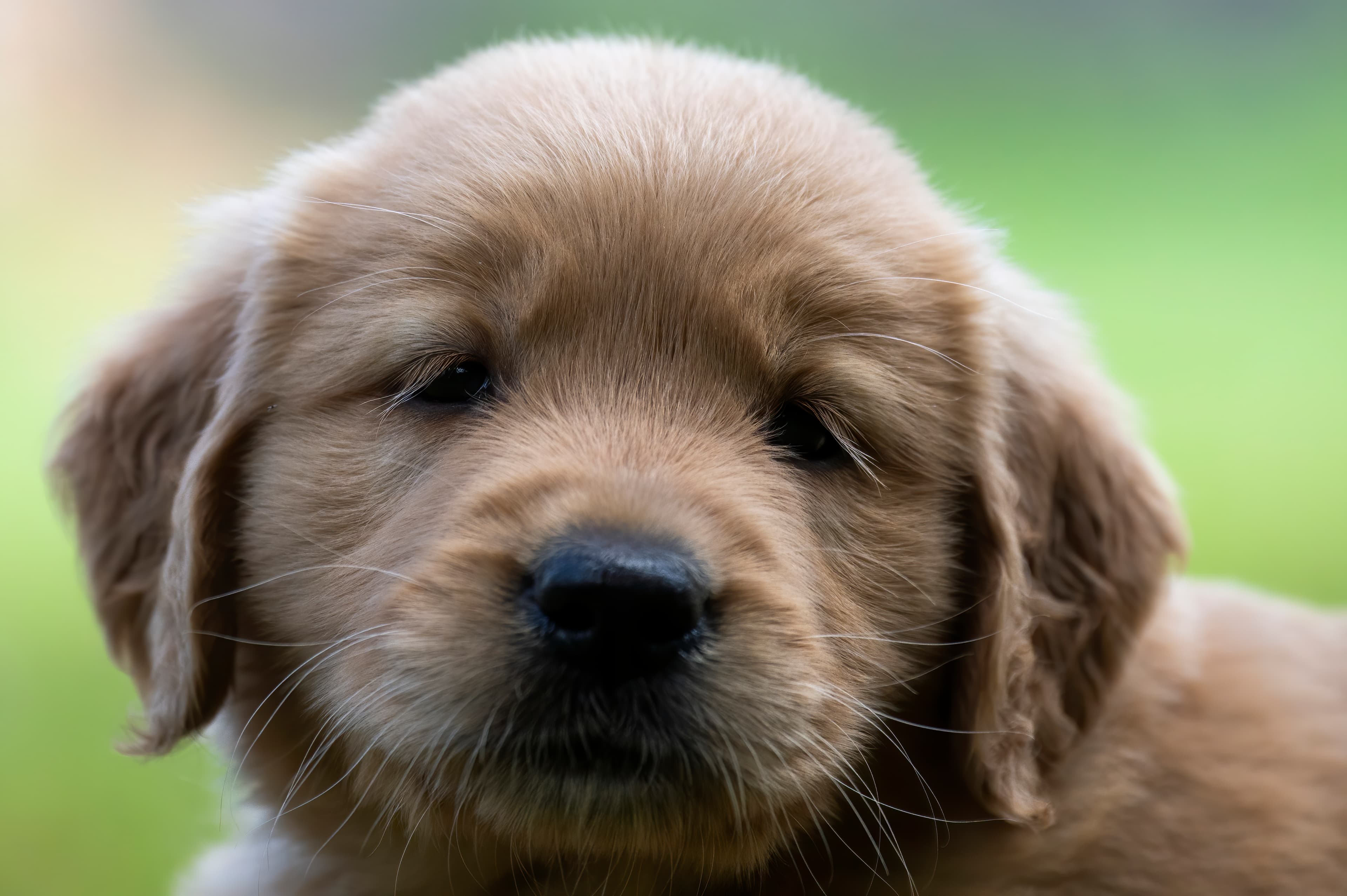 Puppies — pups098