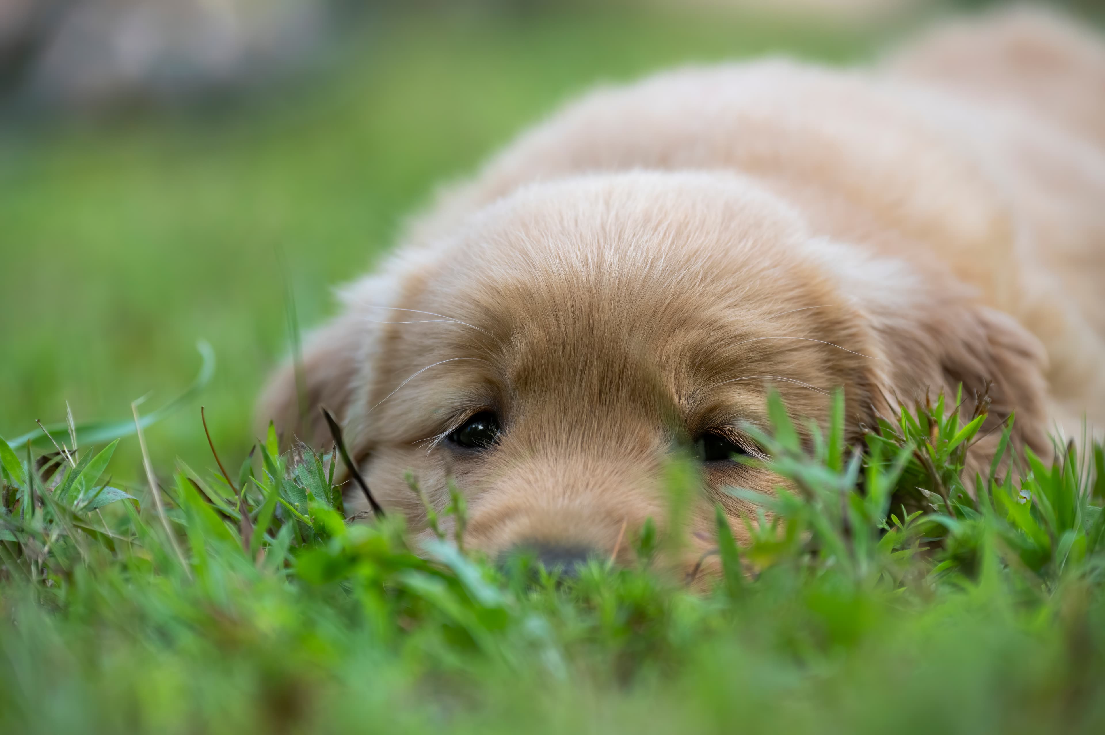 Puppies — pups099