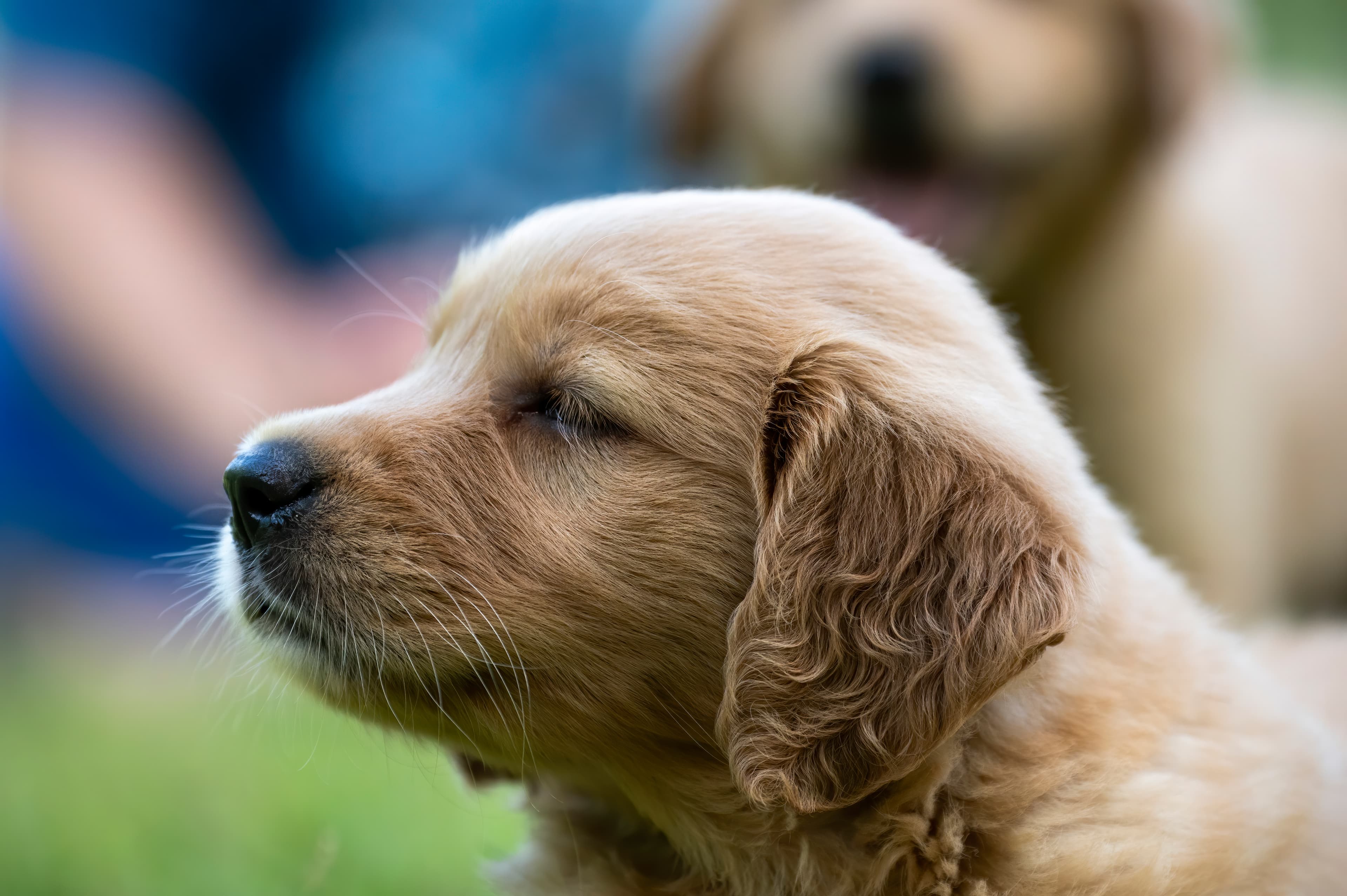 Puppies — pups100