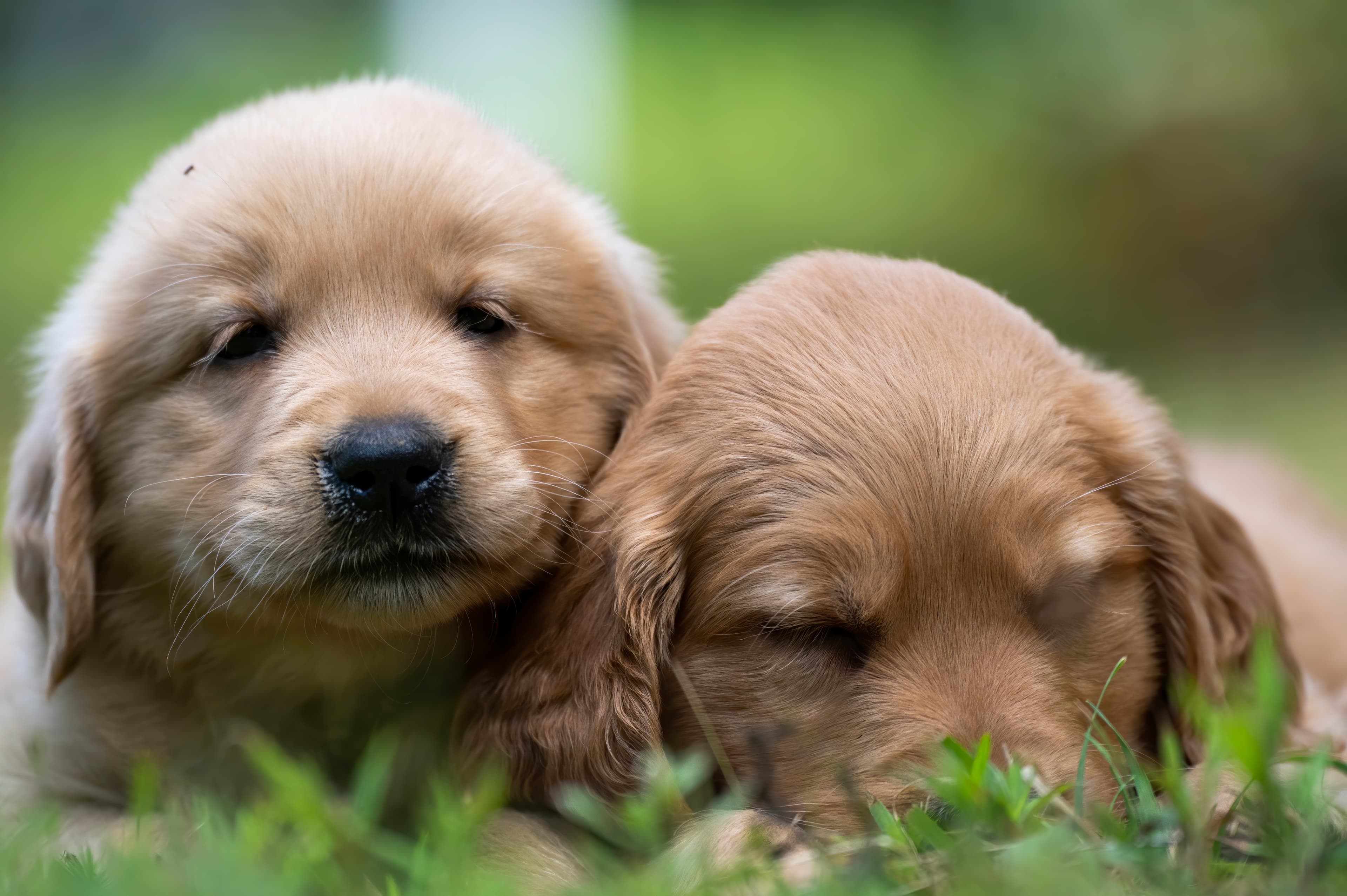 Puppies — pups101