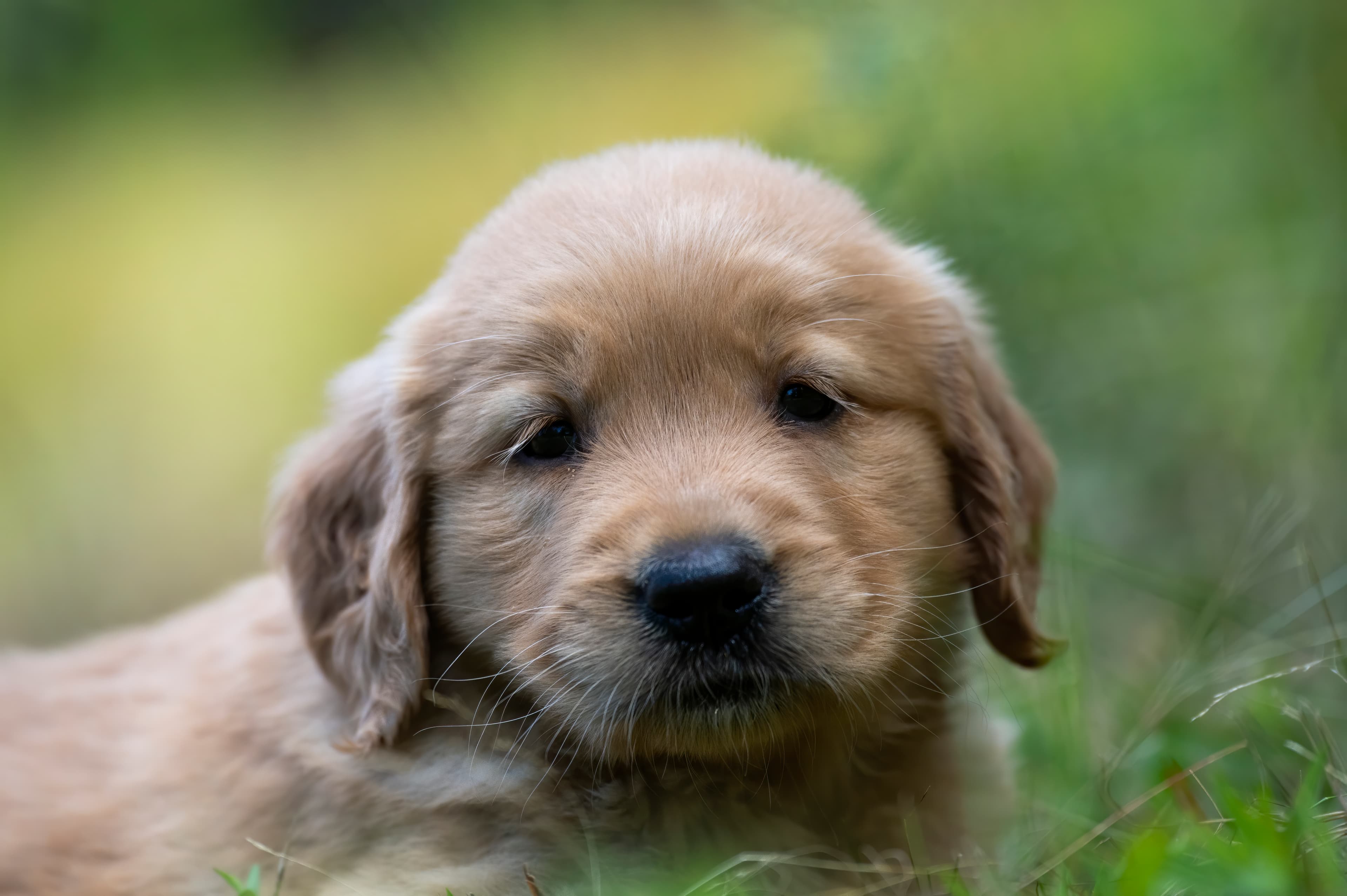 Puppies — pups102