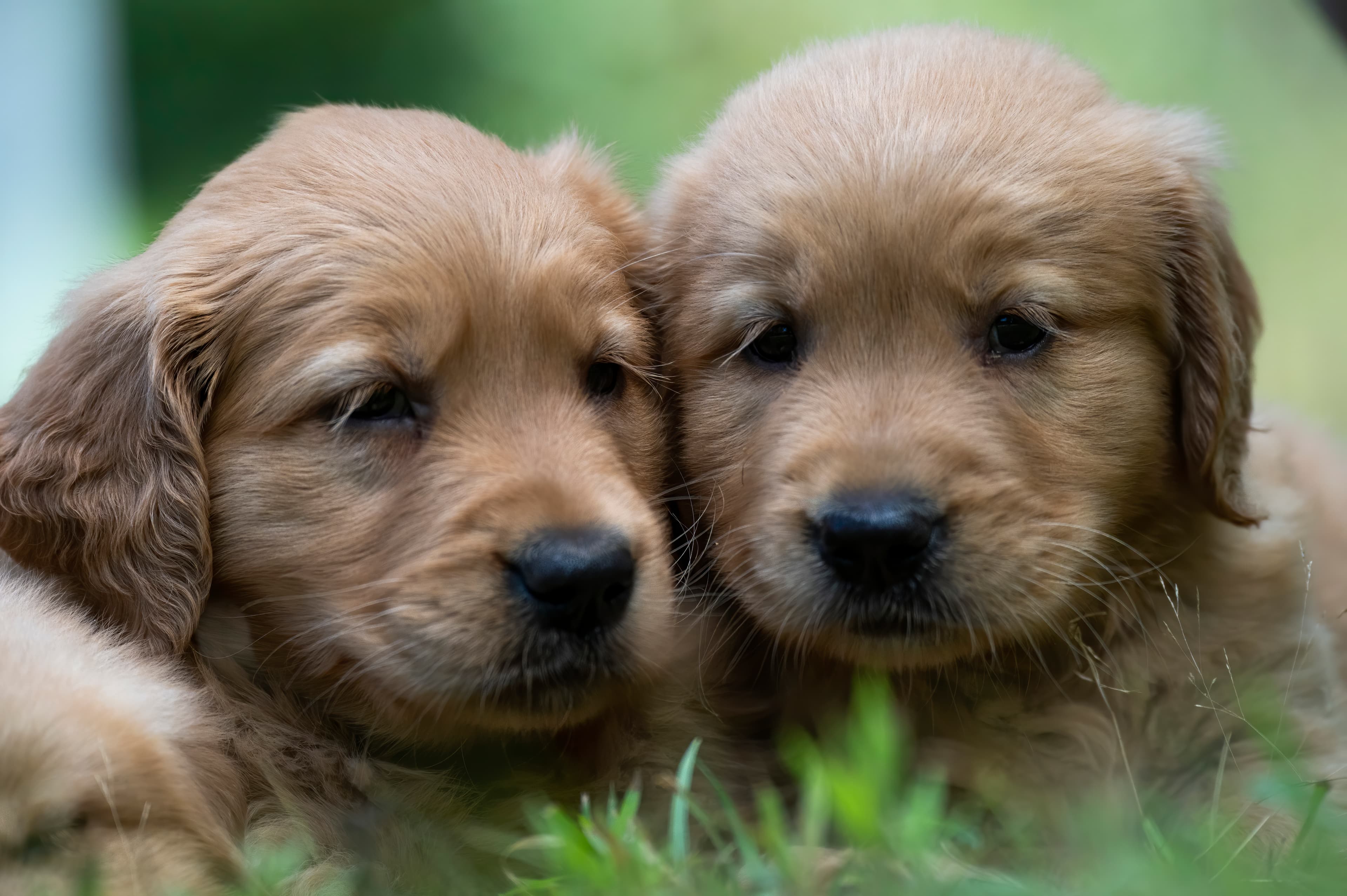 Puppies — pups103