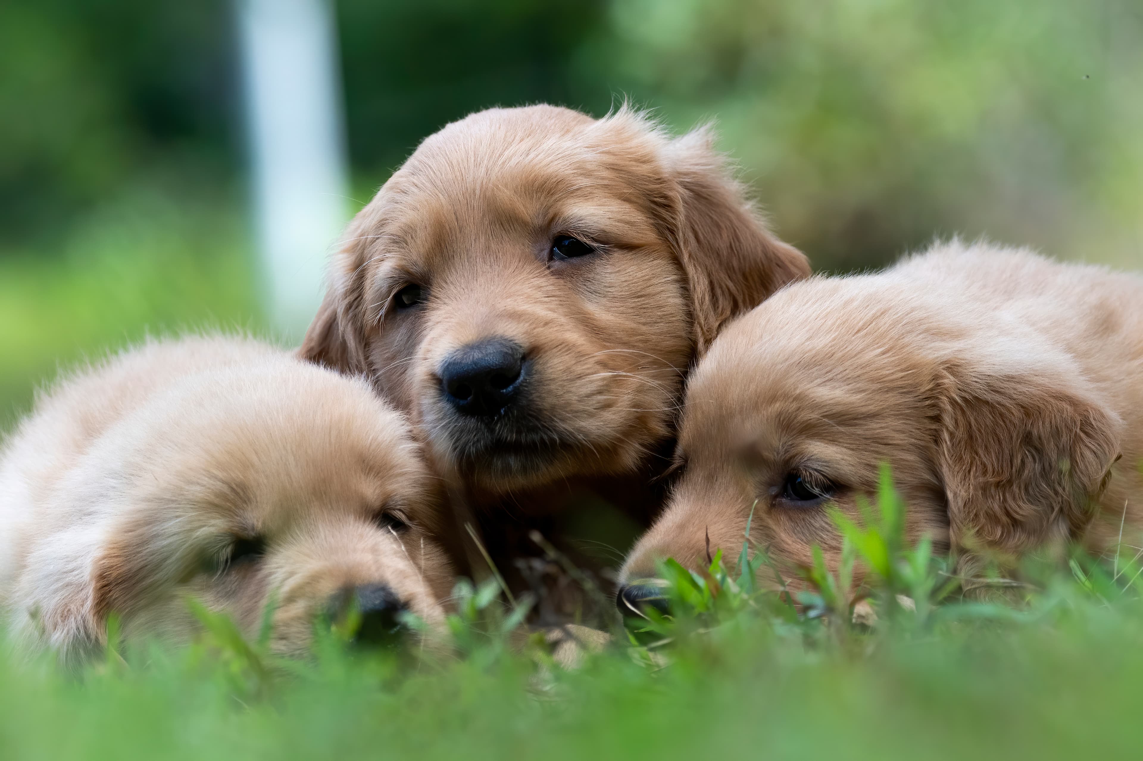 Puppies — pups104