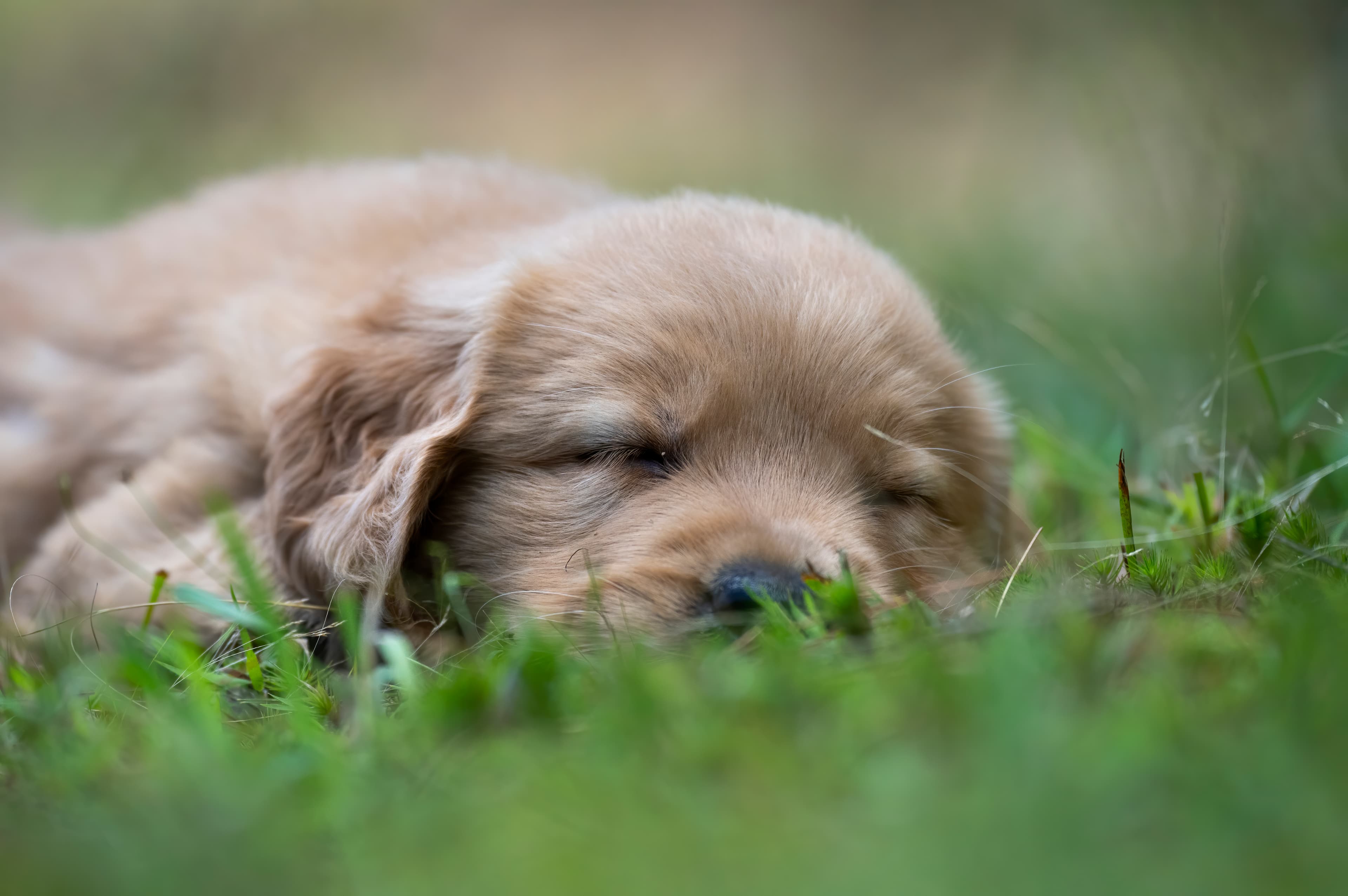 Puppies — pups105