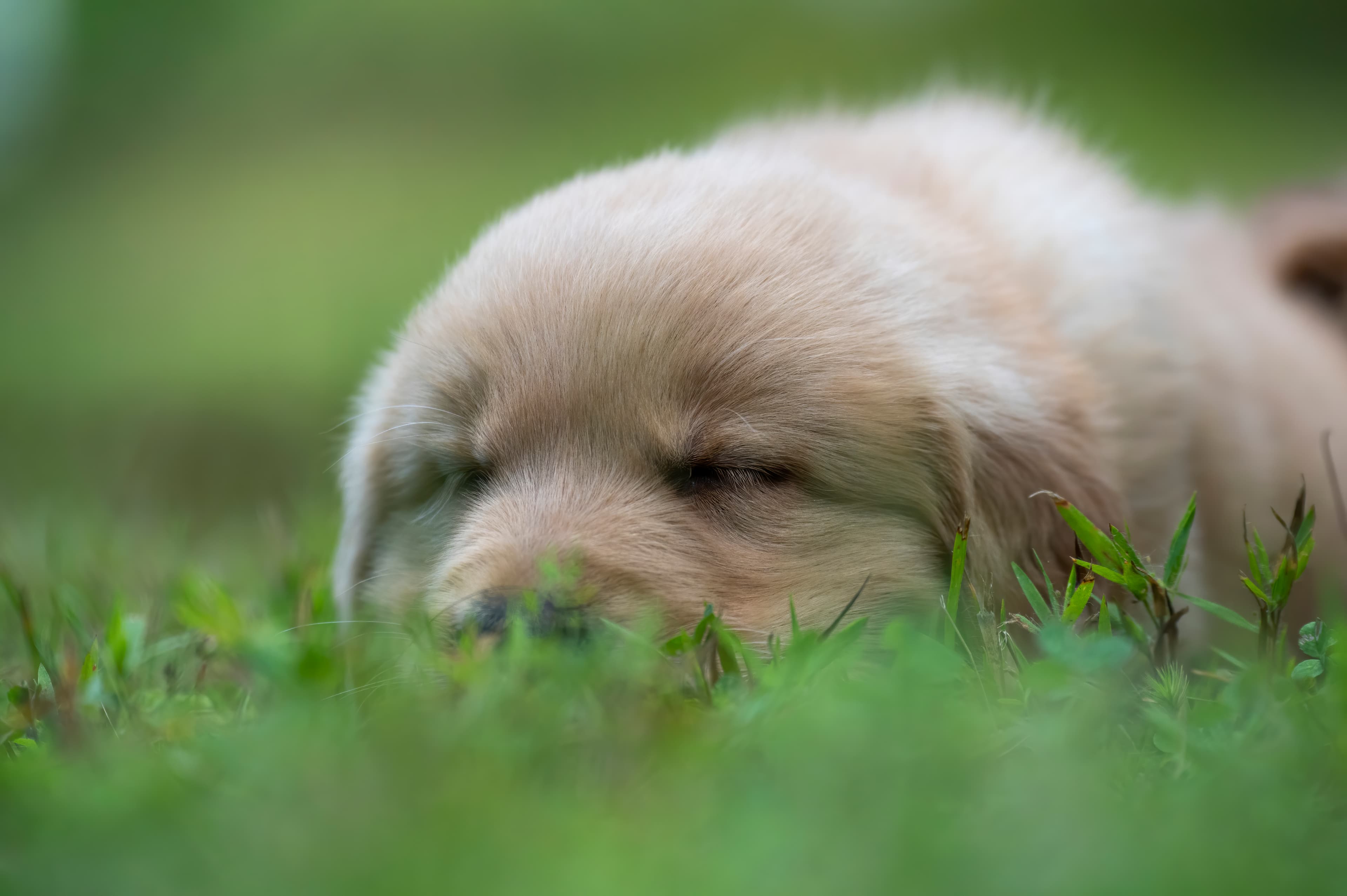 Puppies — pups106