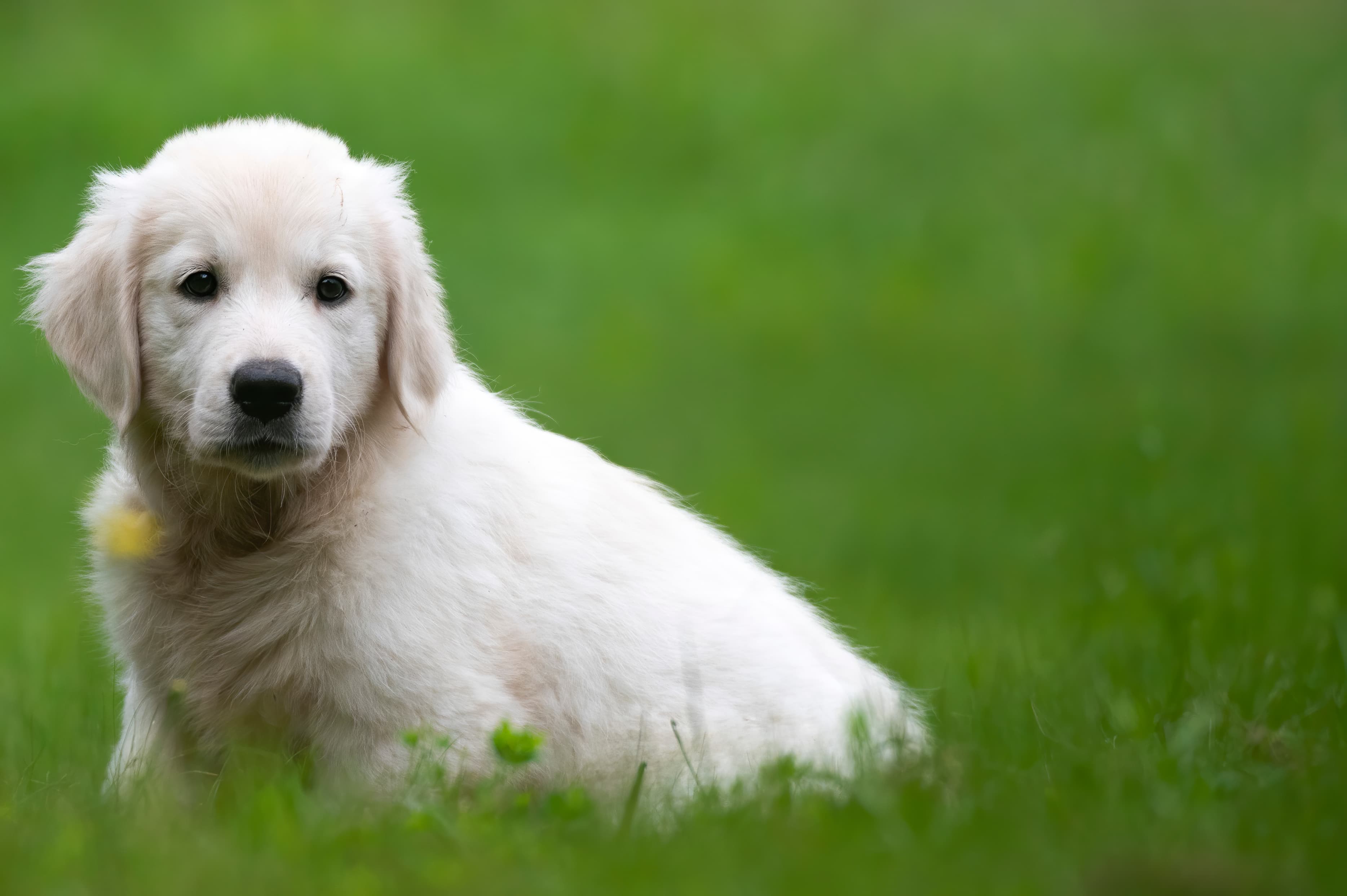Puppies — pups107