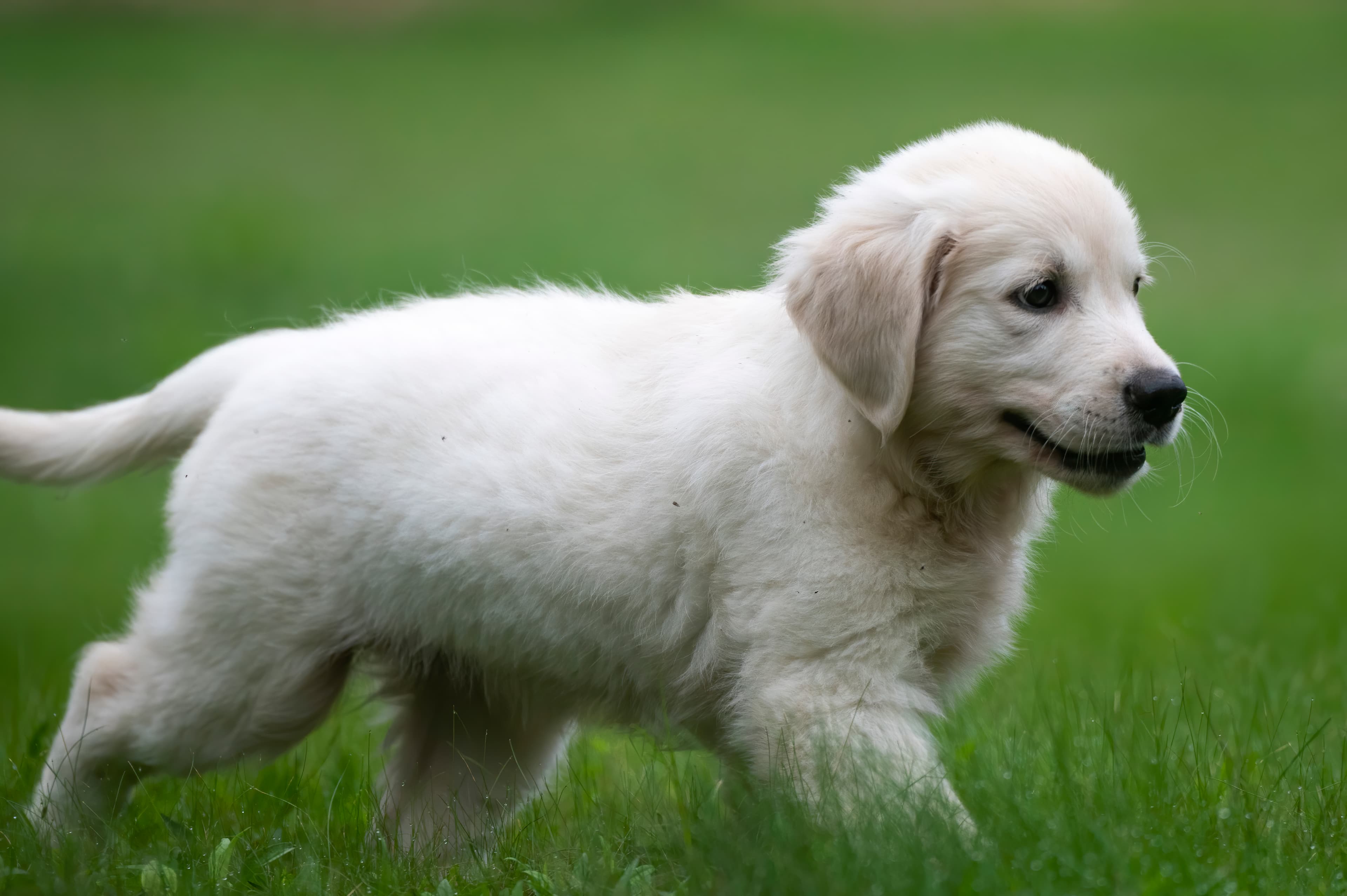 Puppies — pups108