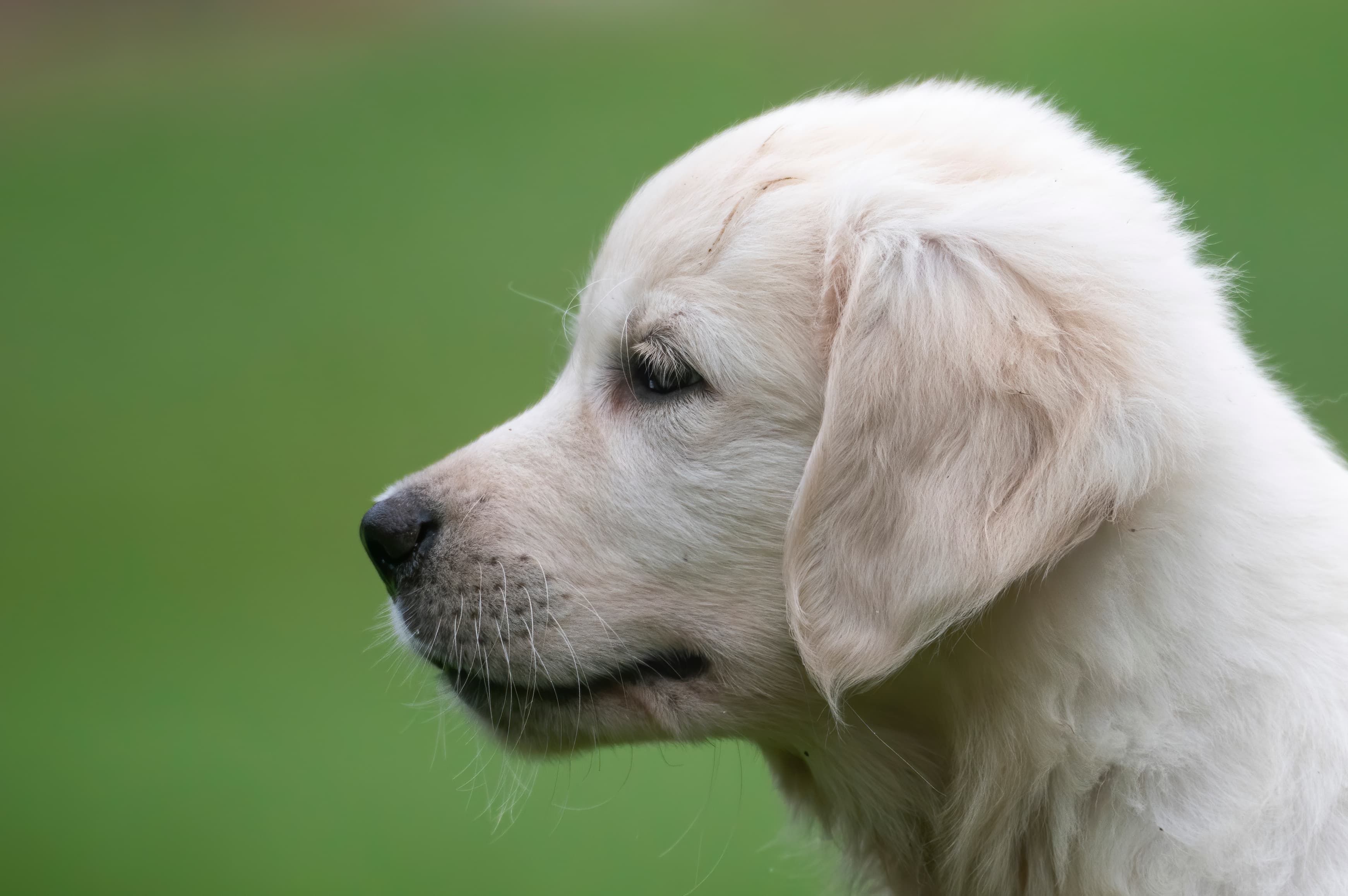 Puppies — pups109