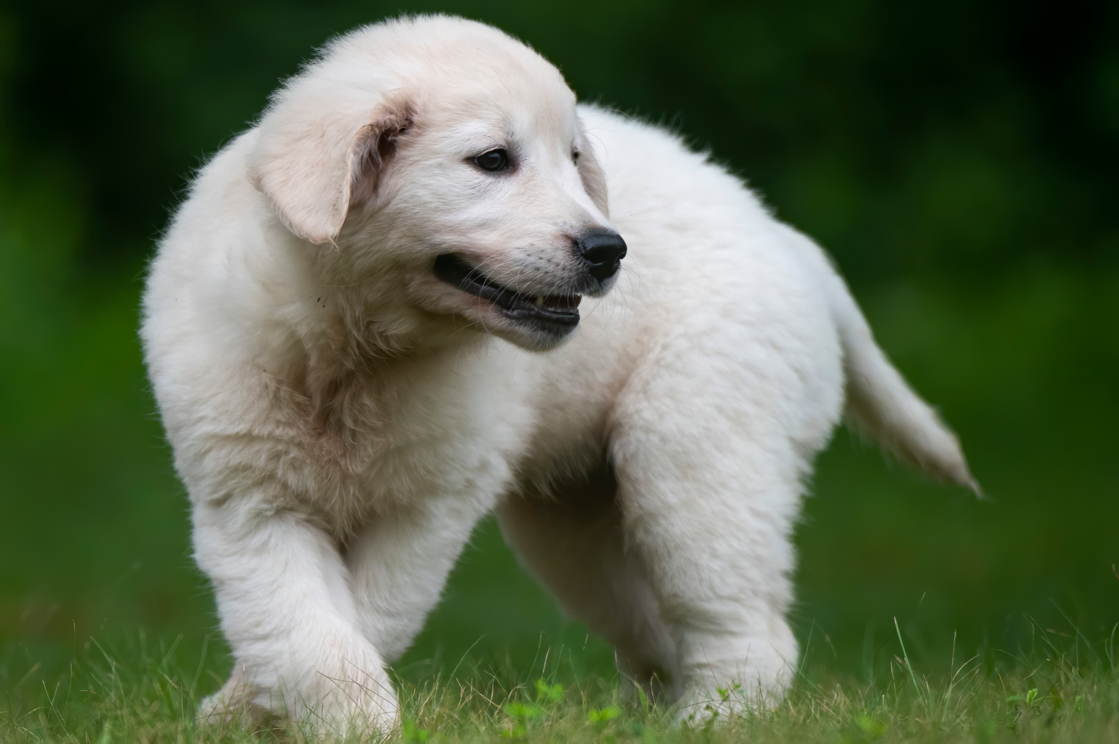 Puppies — pups110