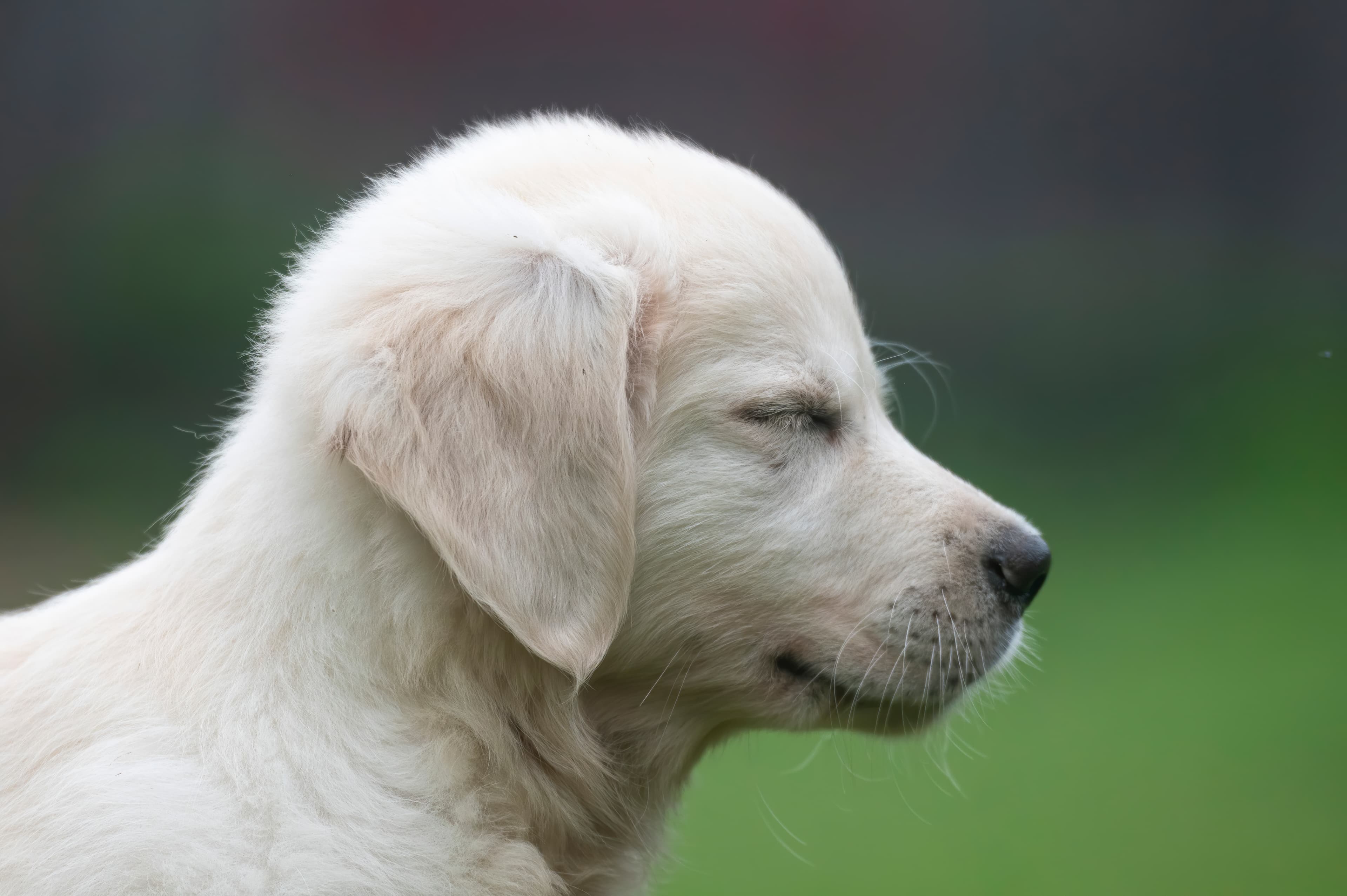 Puppies — pups111