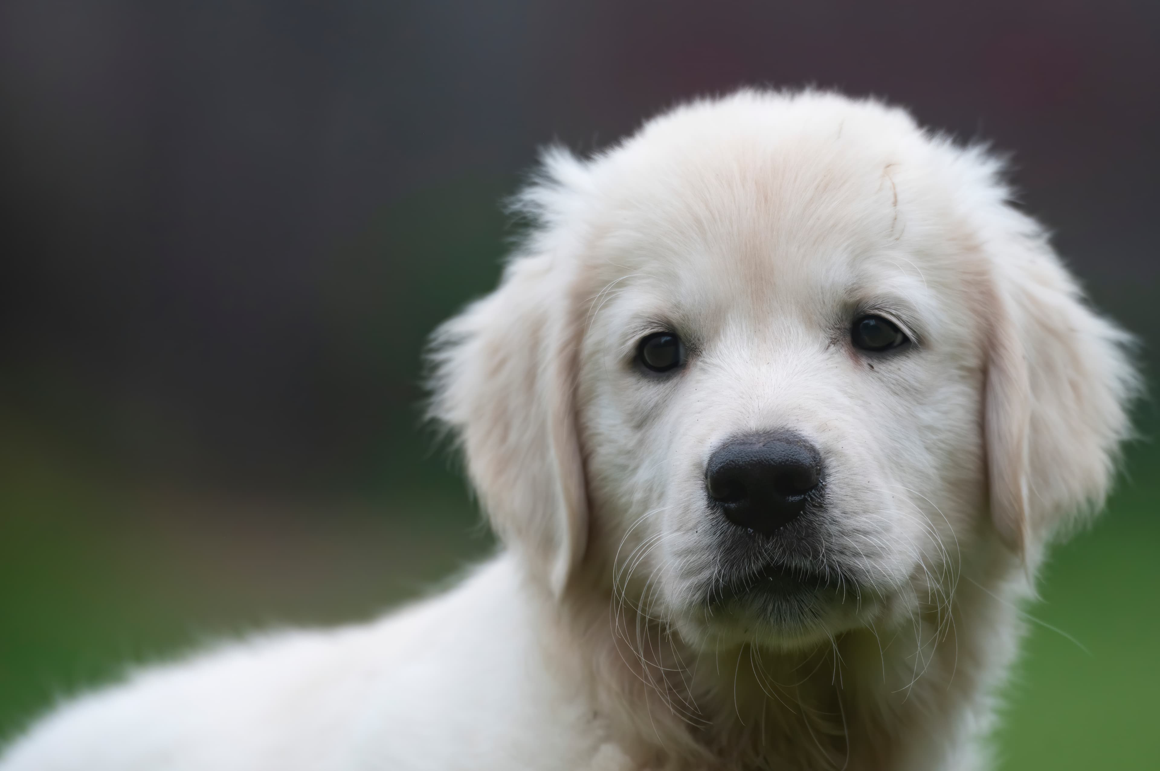 Puppies — pups112
