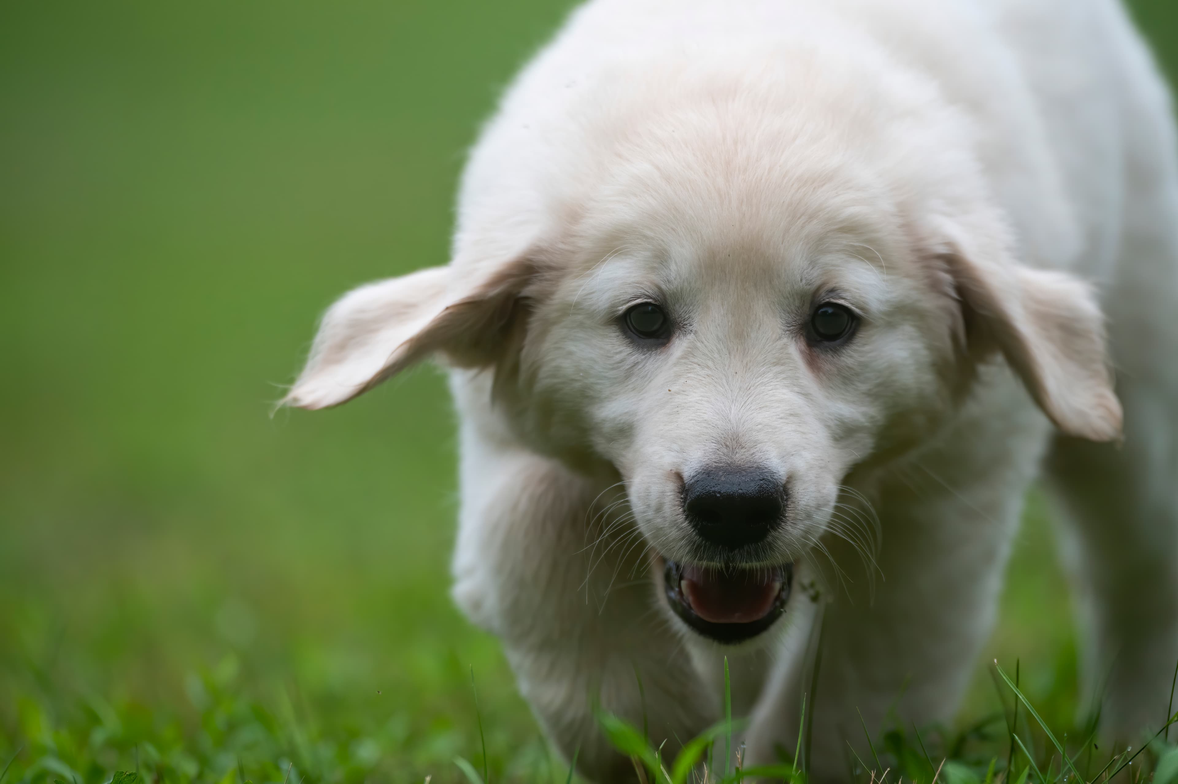 Puppies — pups113