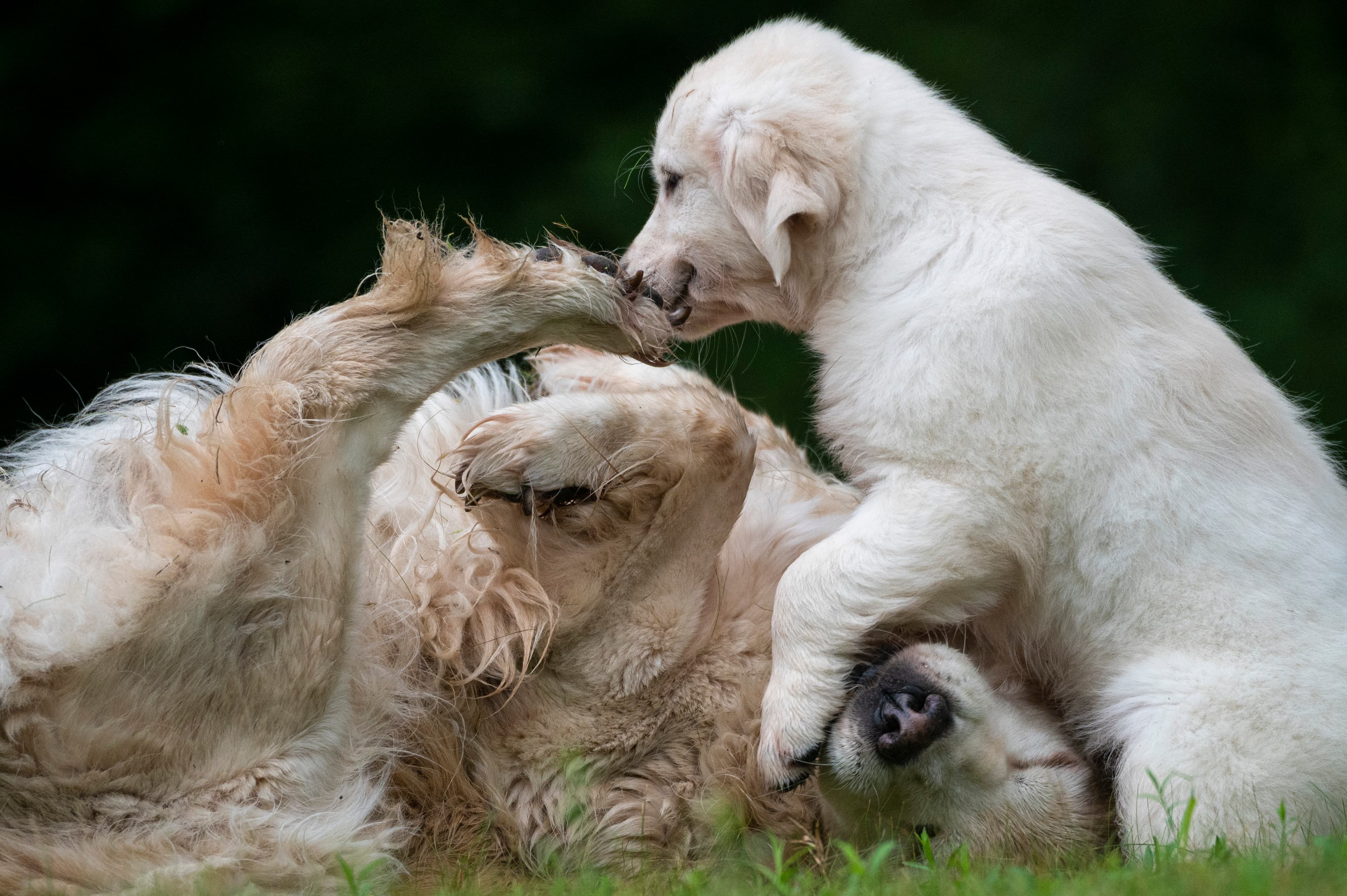 Puppies — pups115