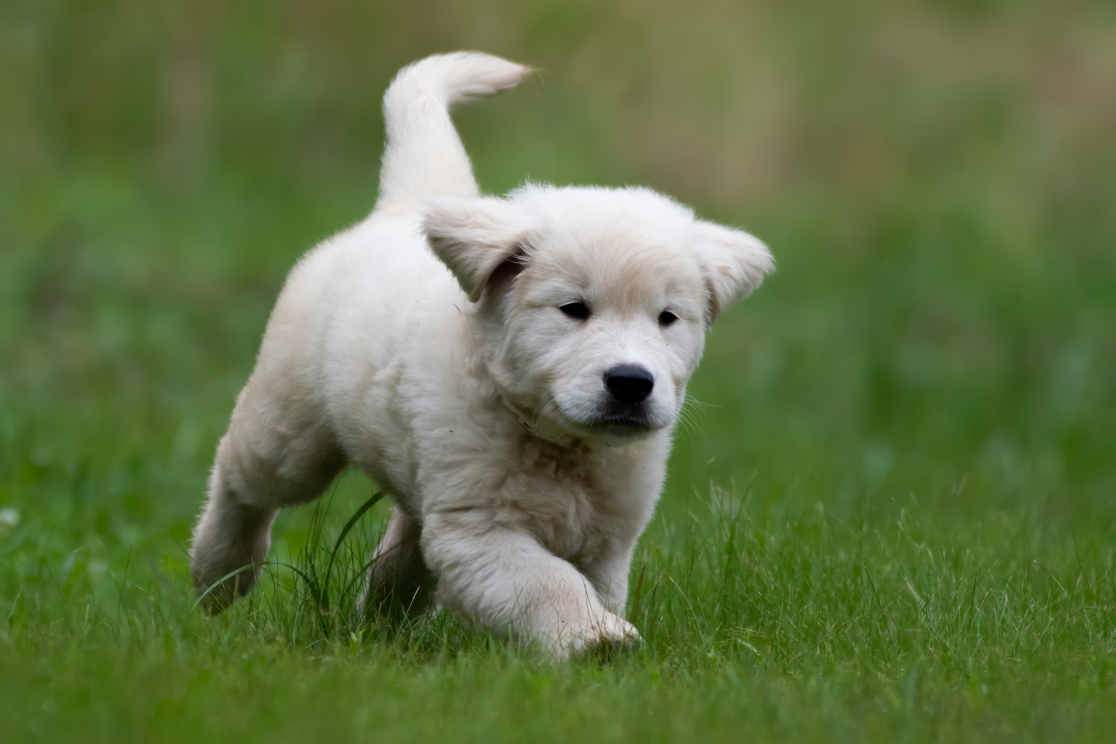 Puppies — pups120