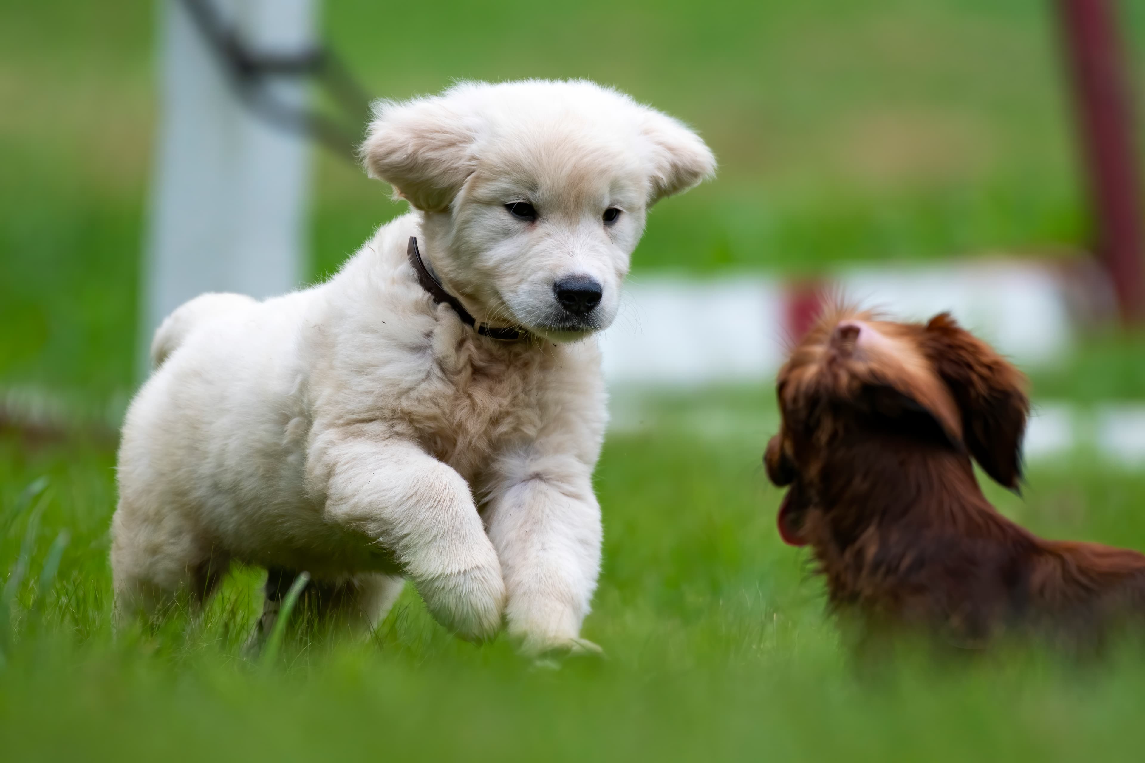 Puppies — pups121