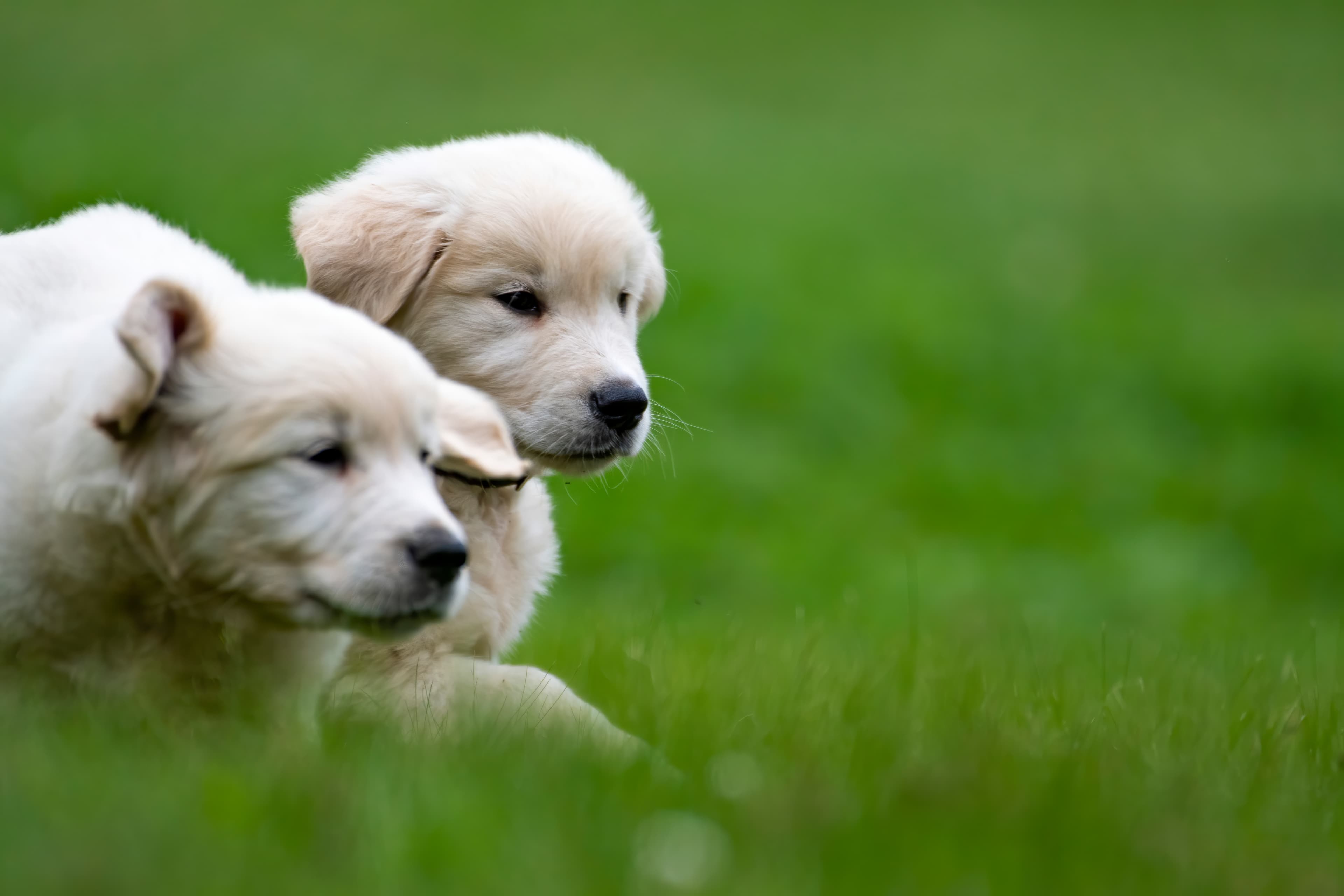Puppies — pups122