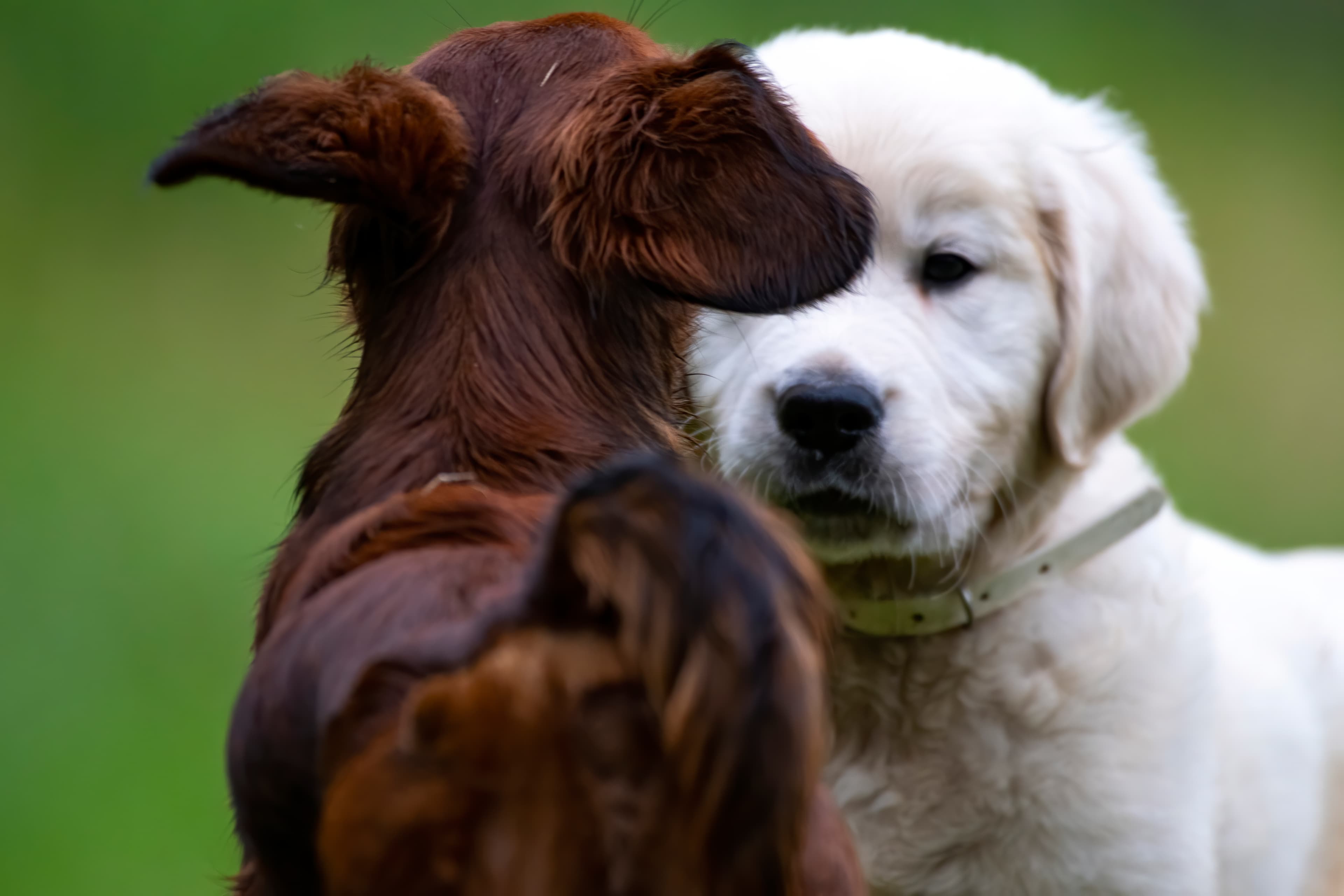 Puppies — pups123