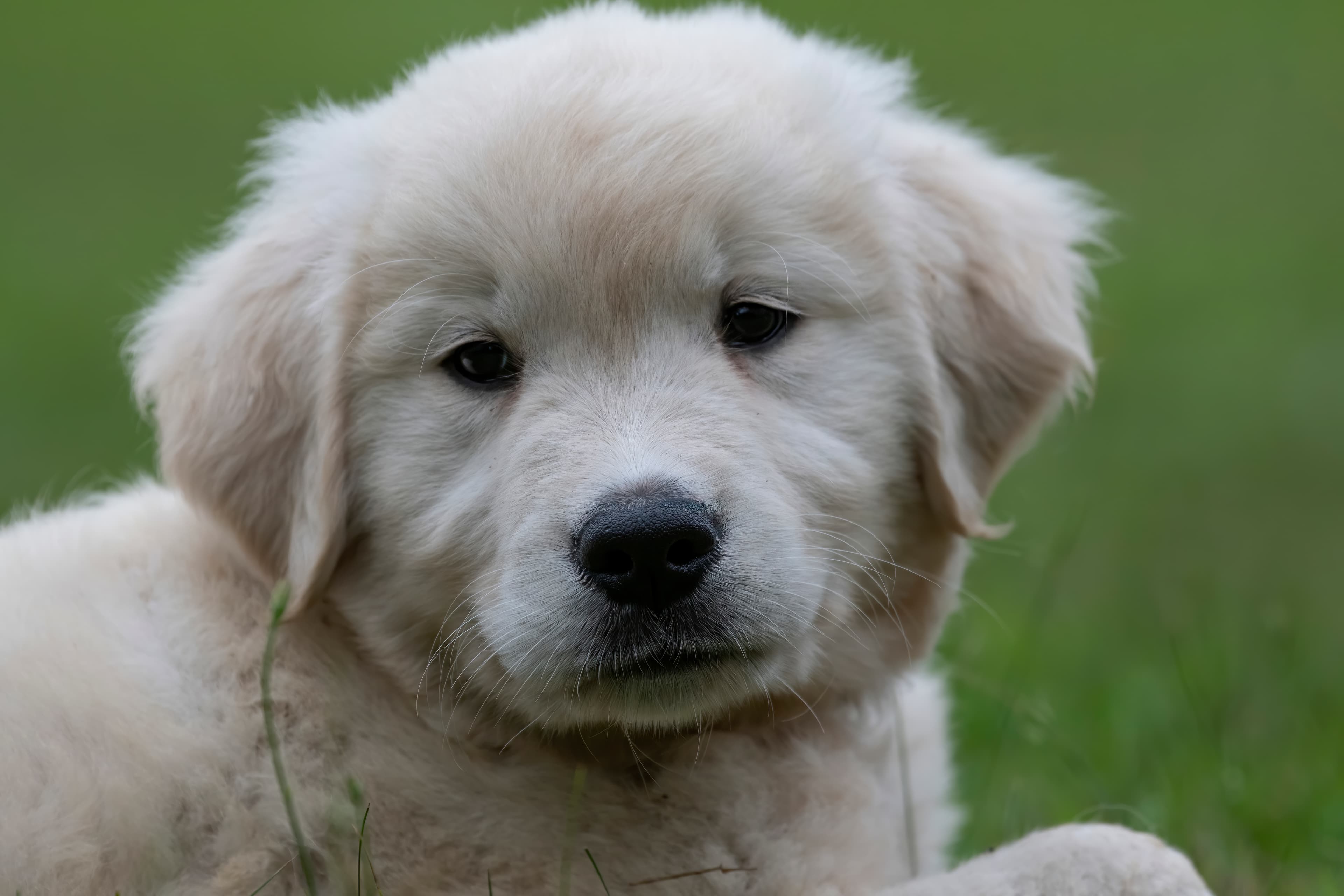 Puppies — pups126