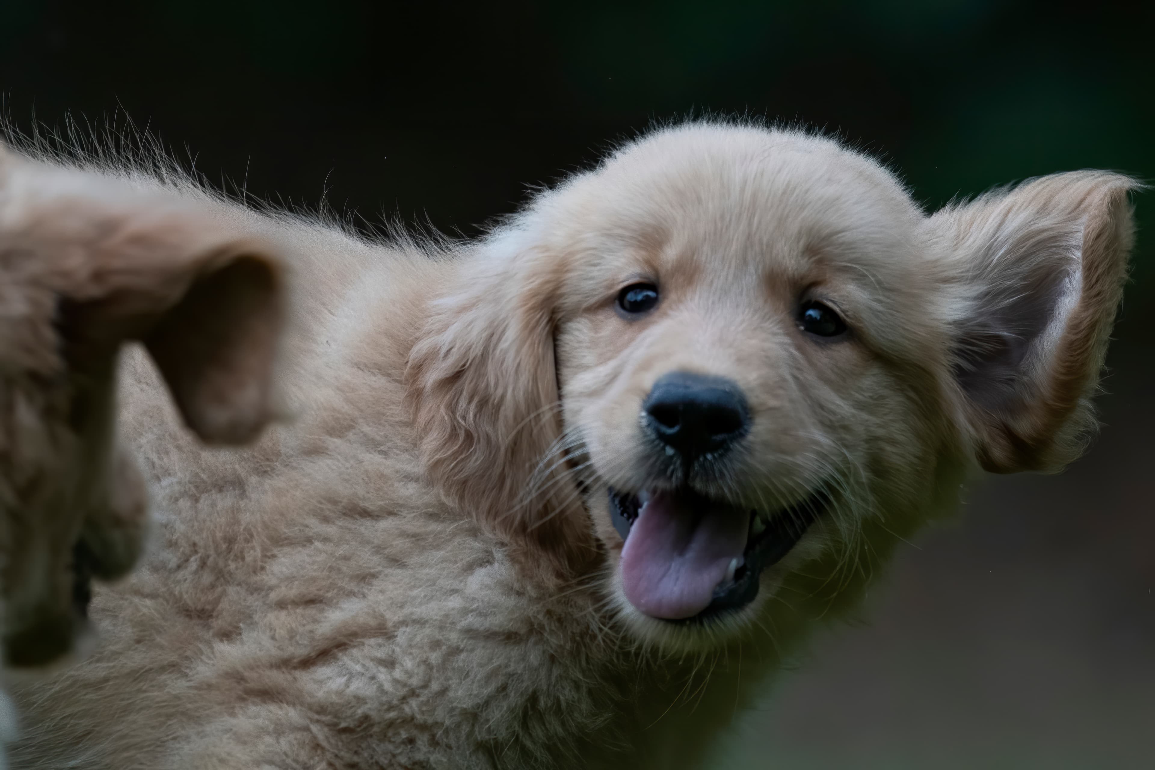 Puppies — pups127