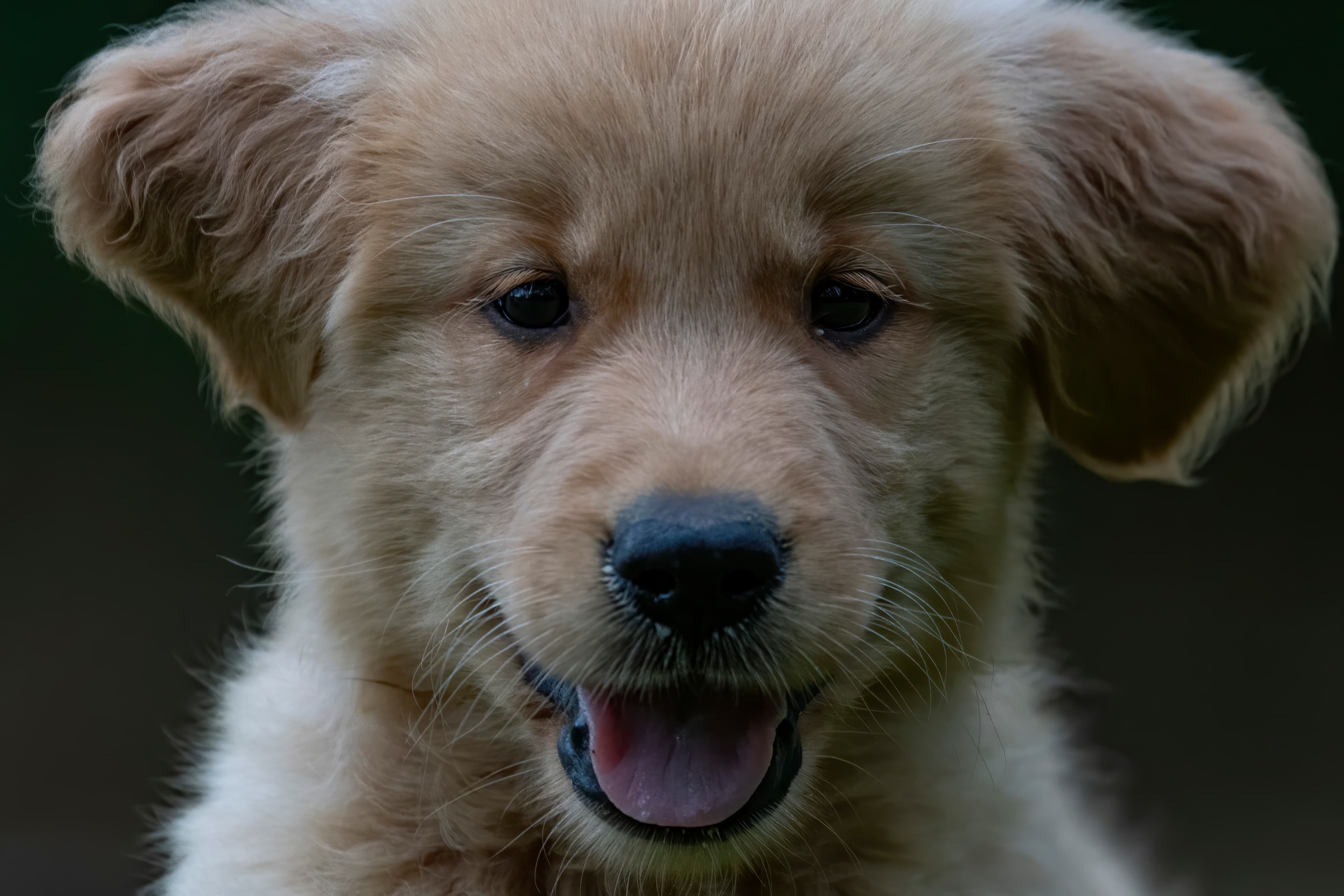 Puppies — pups128