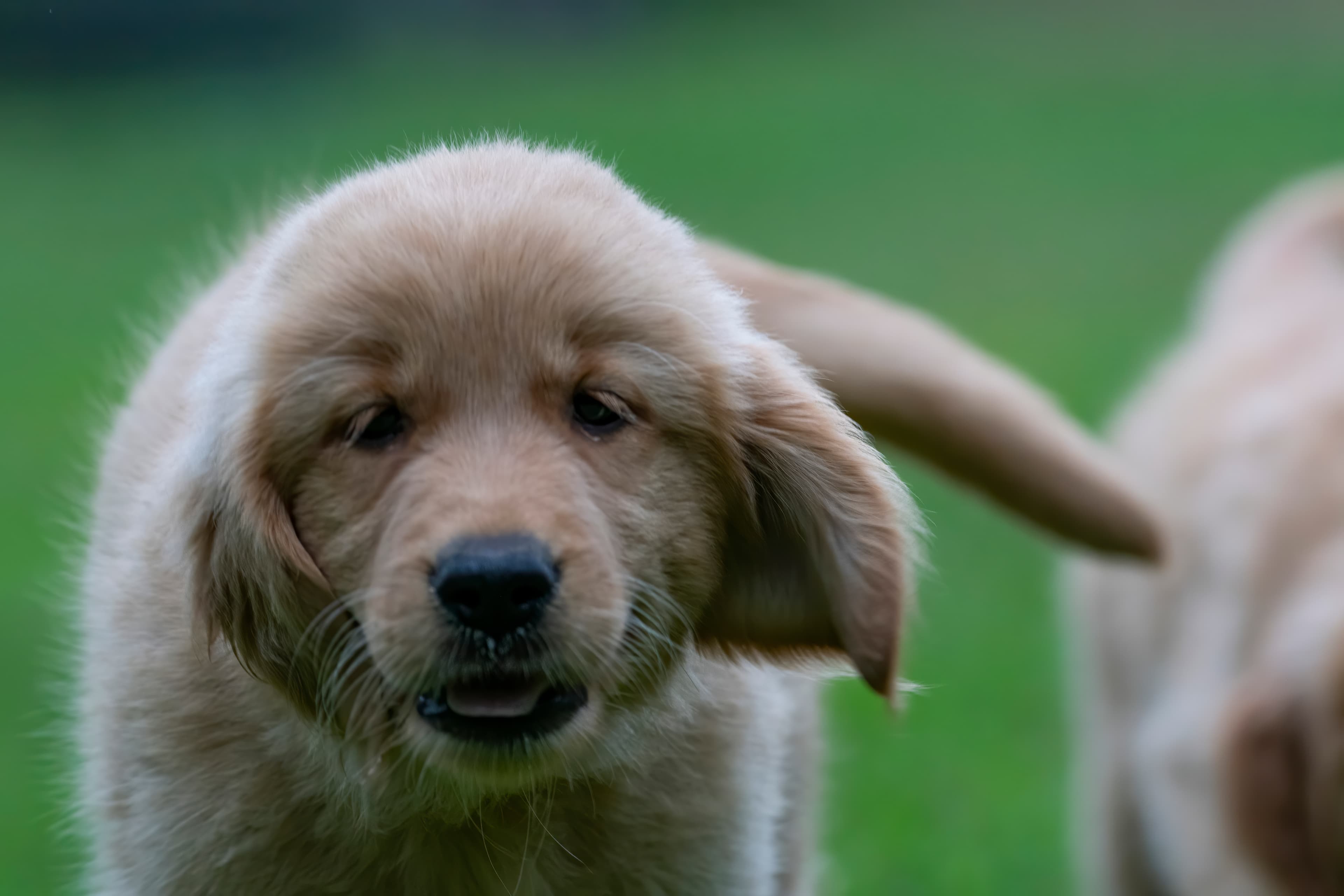 Puppies — pups129