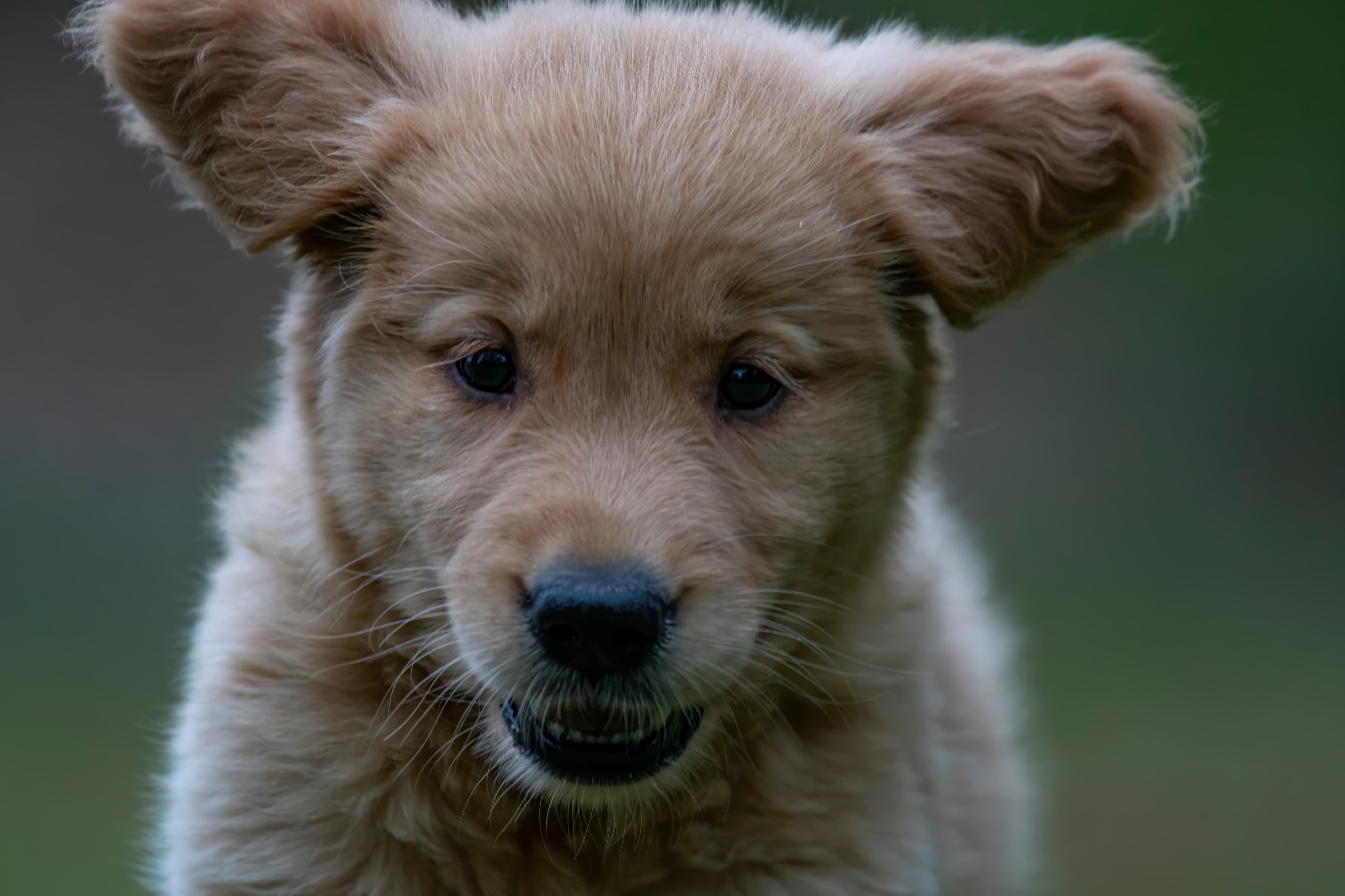 Puppies — pups130
