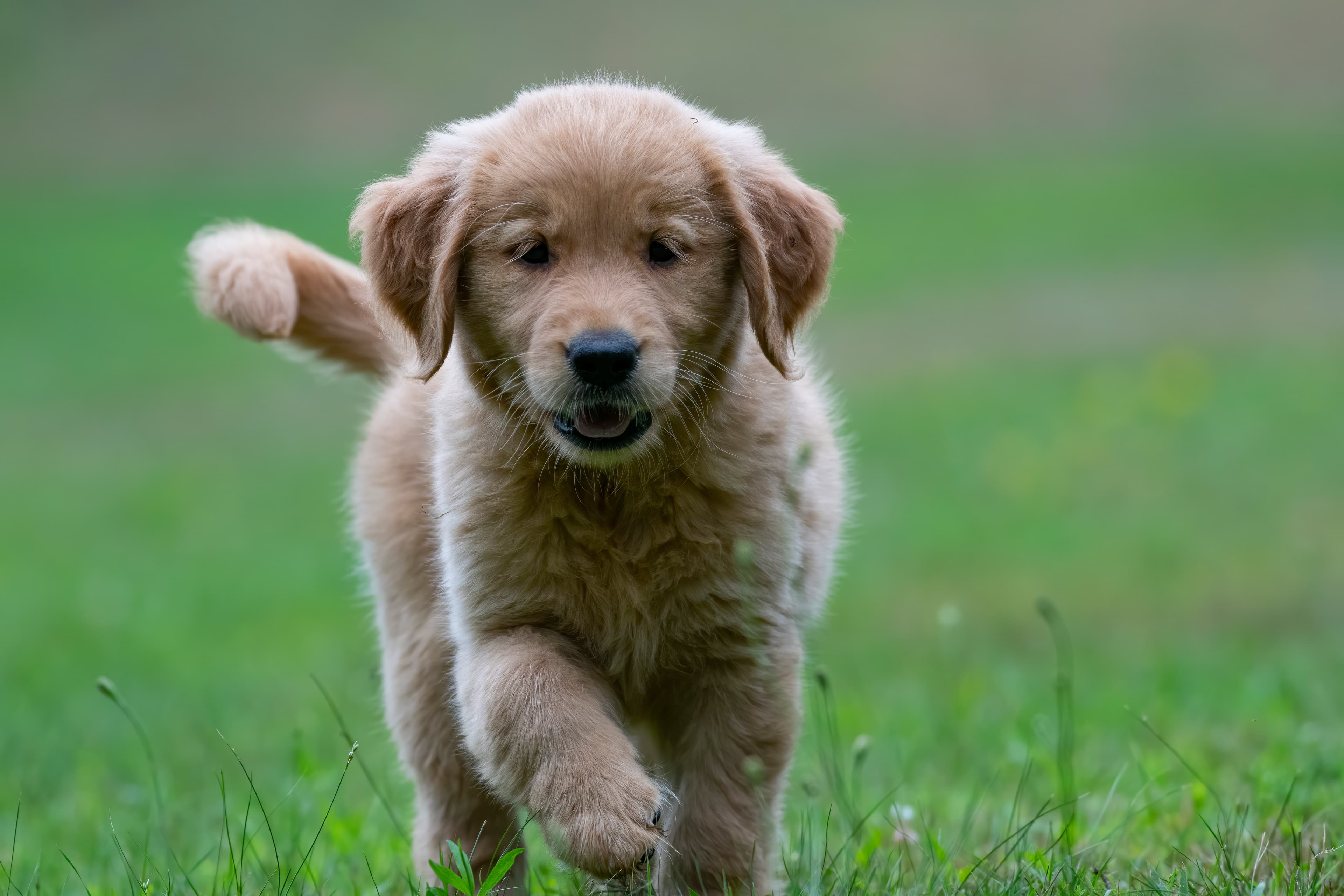 Puppies — pups131