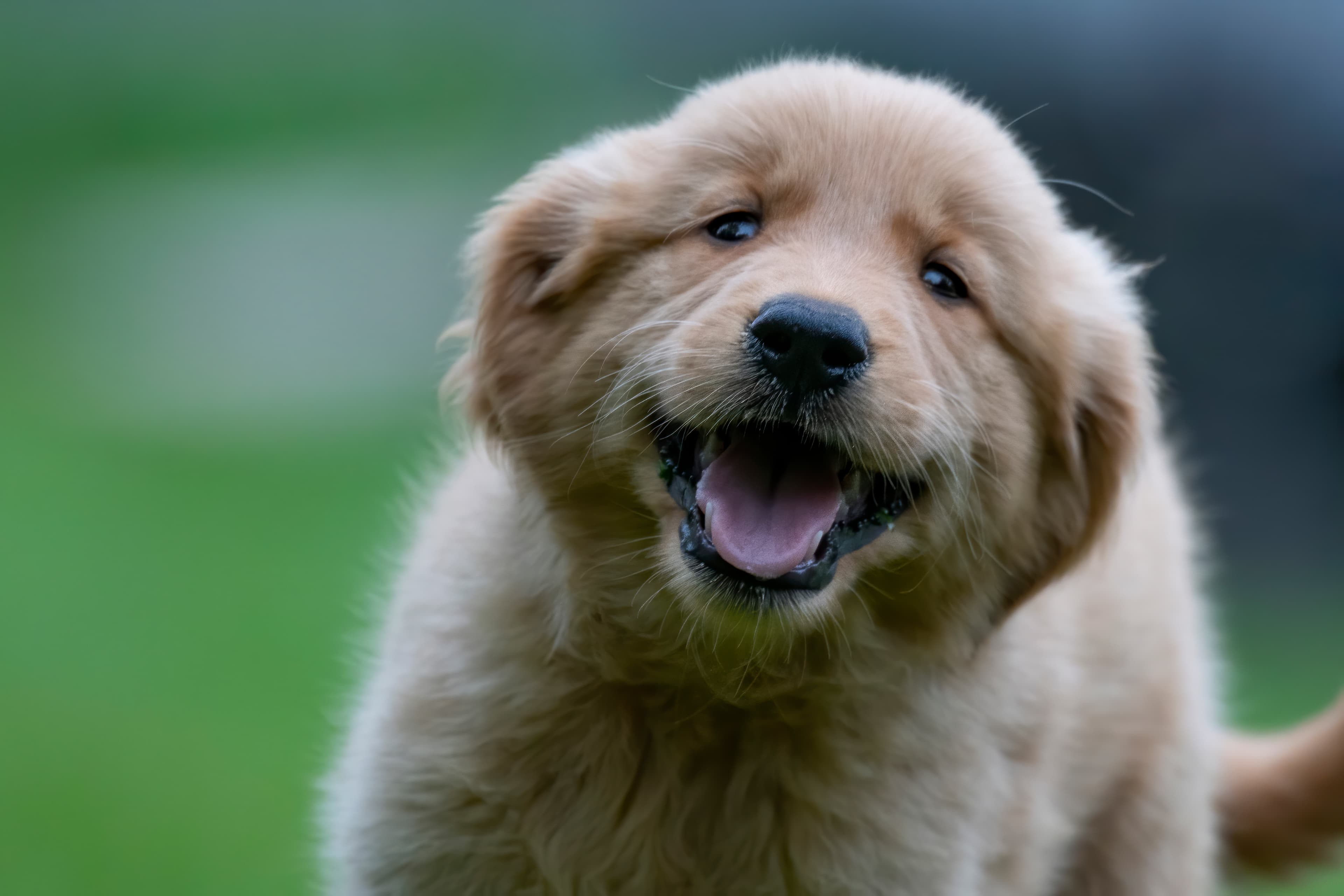 Puppies — pups132