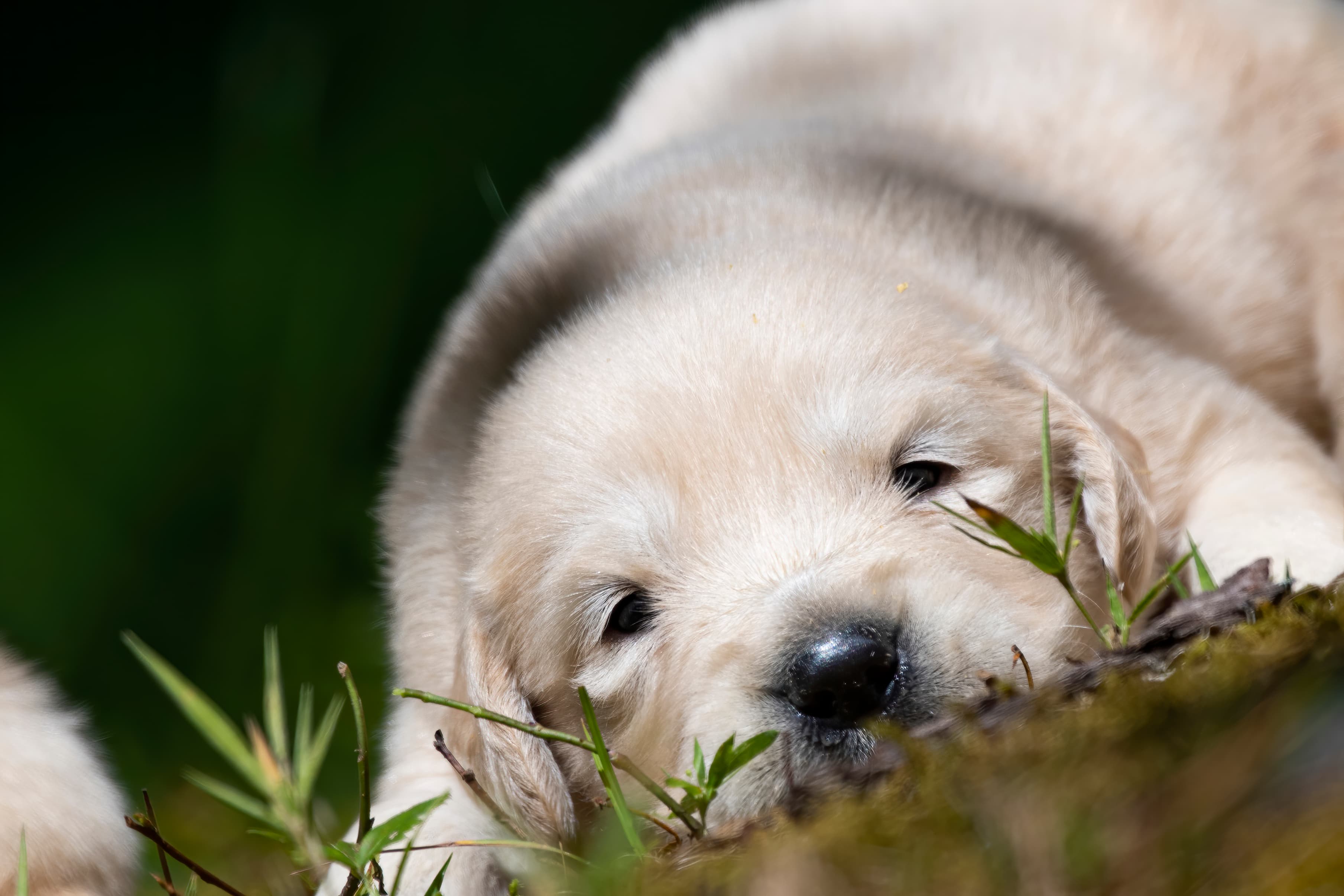 Puppies — pups133
