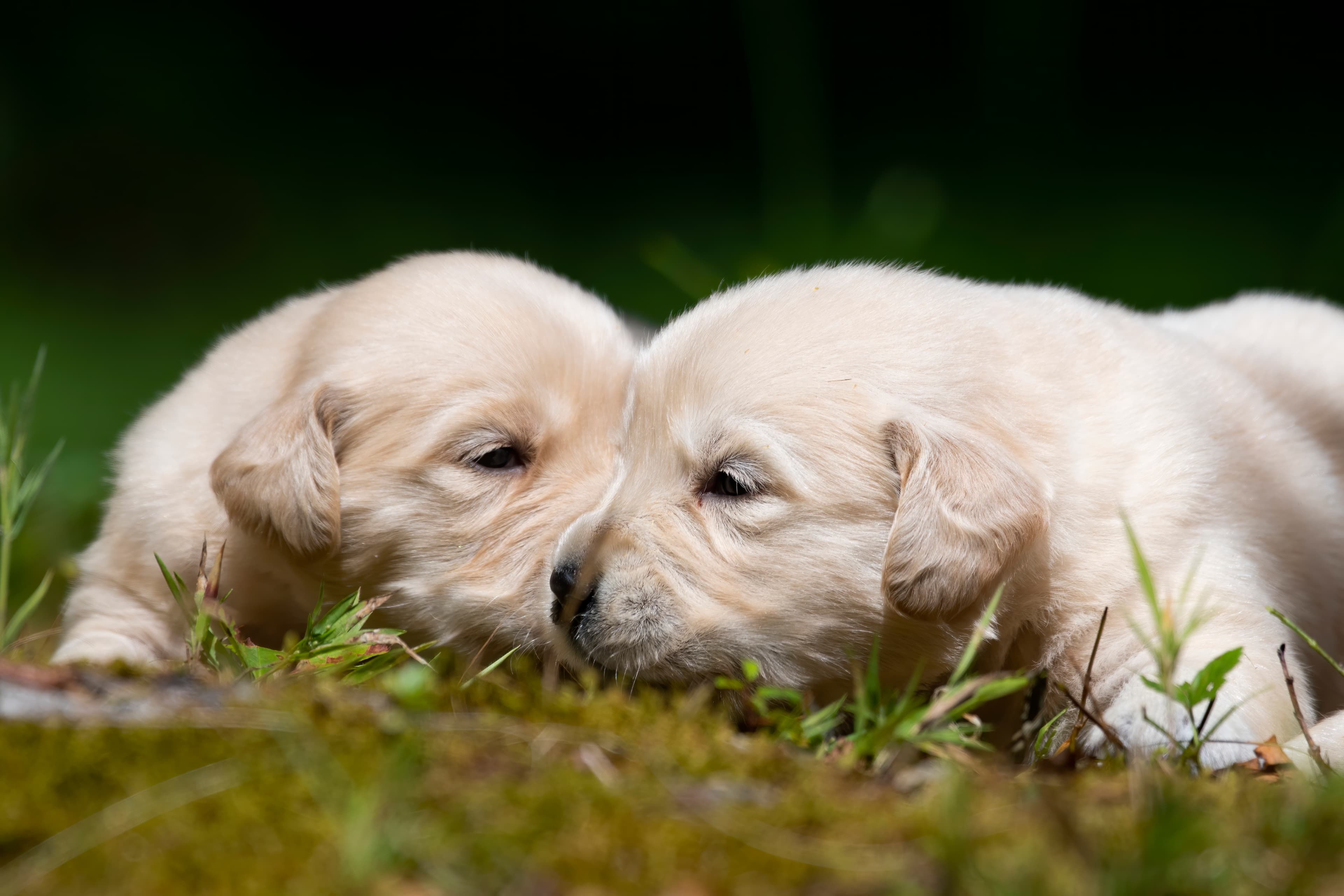 Puppies — pups134