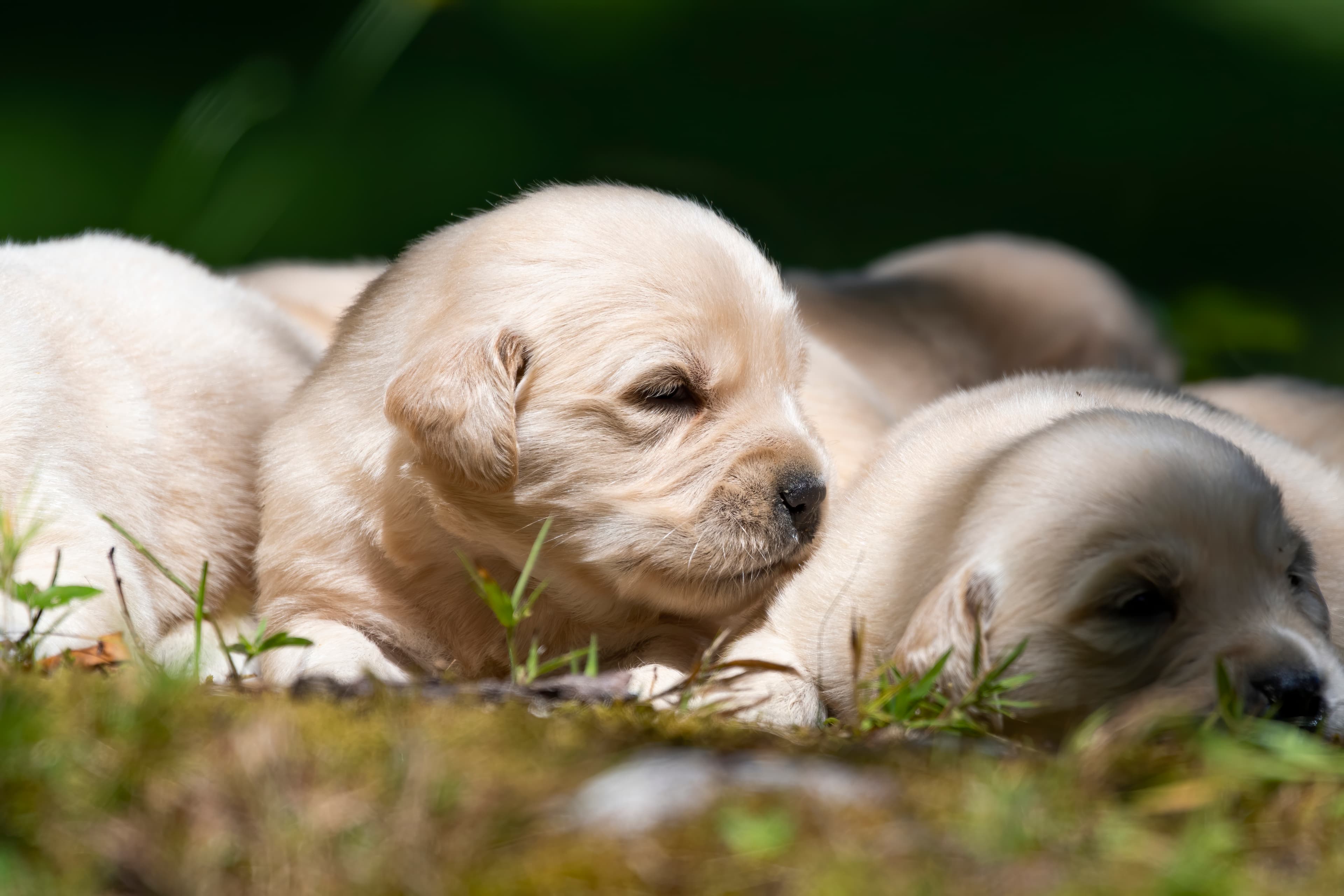 Puppies — pups135