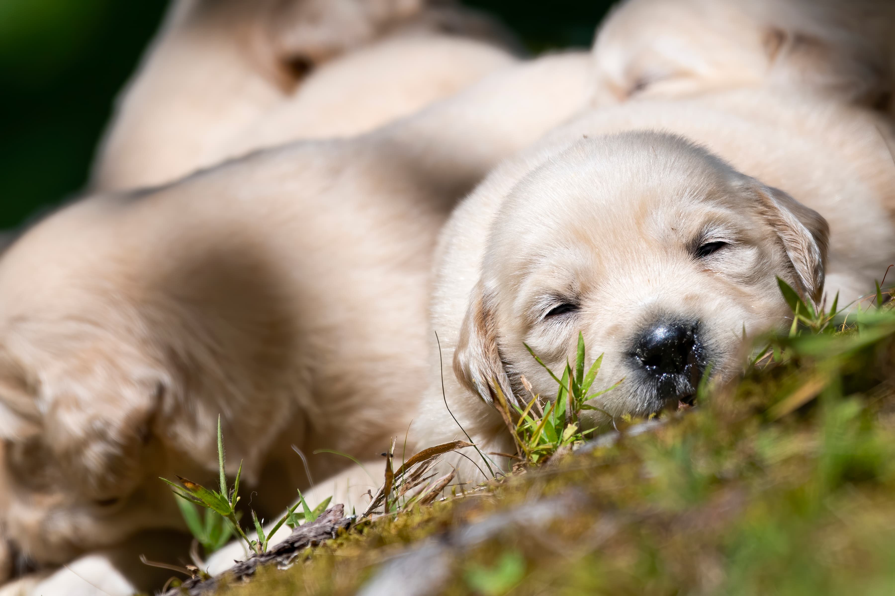 Puppies — pups136