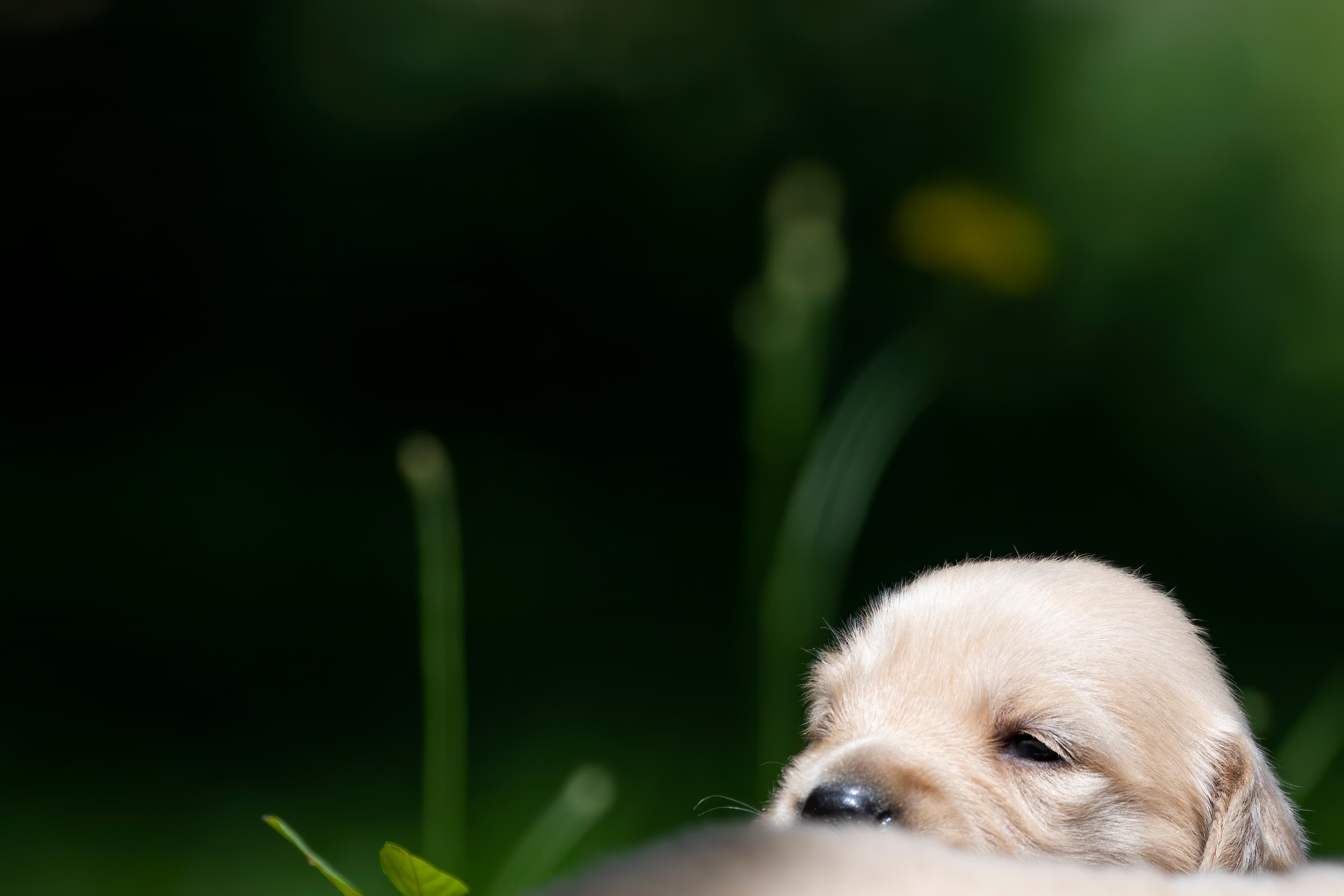 Puppies — pups137