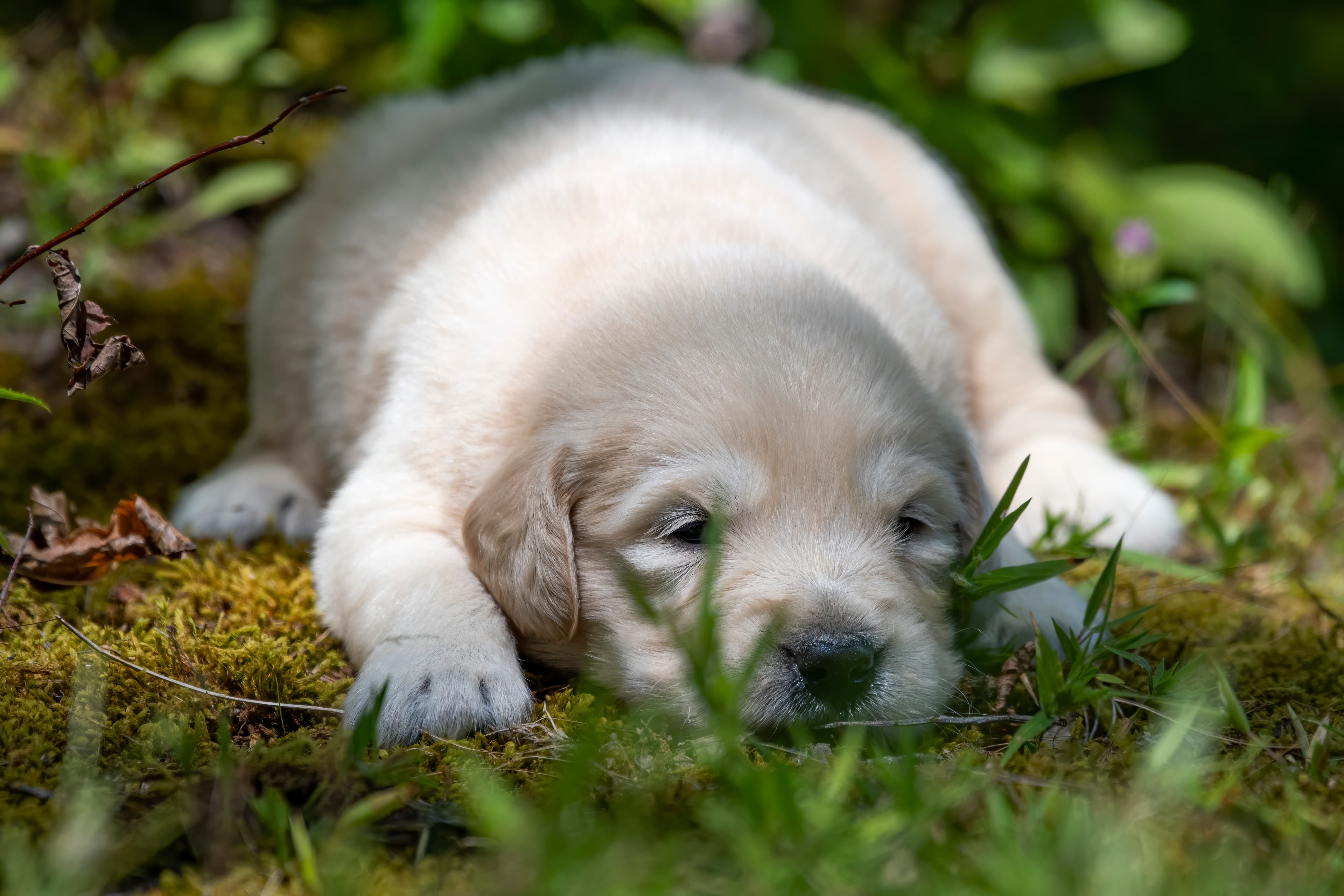 Puppies — pups138