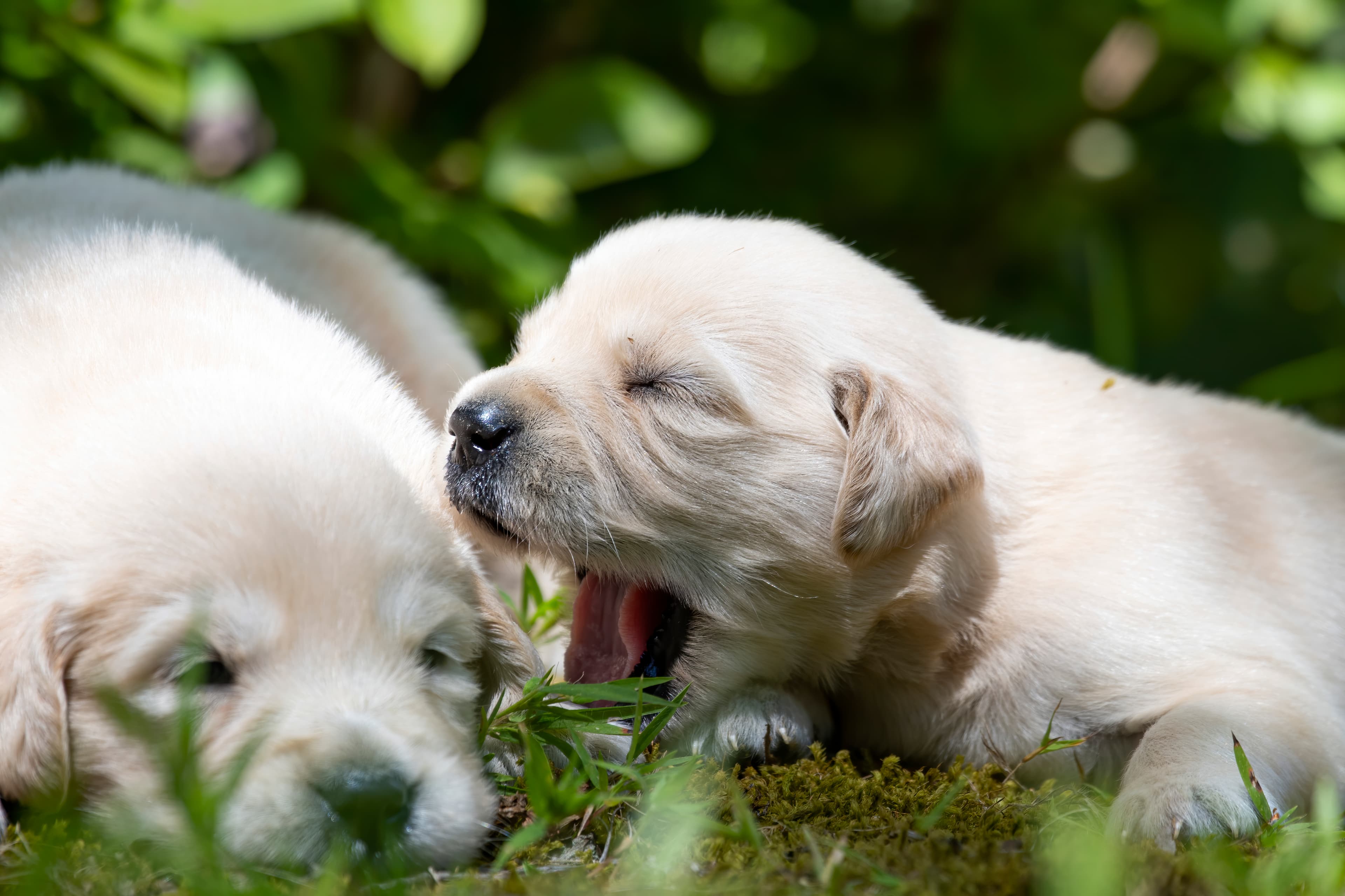 Puppies — pups139