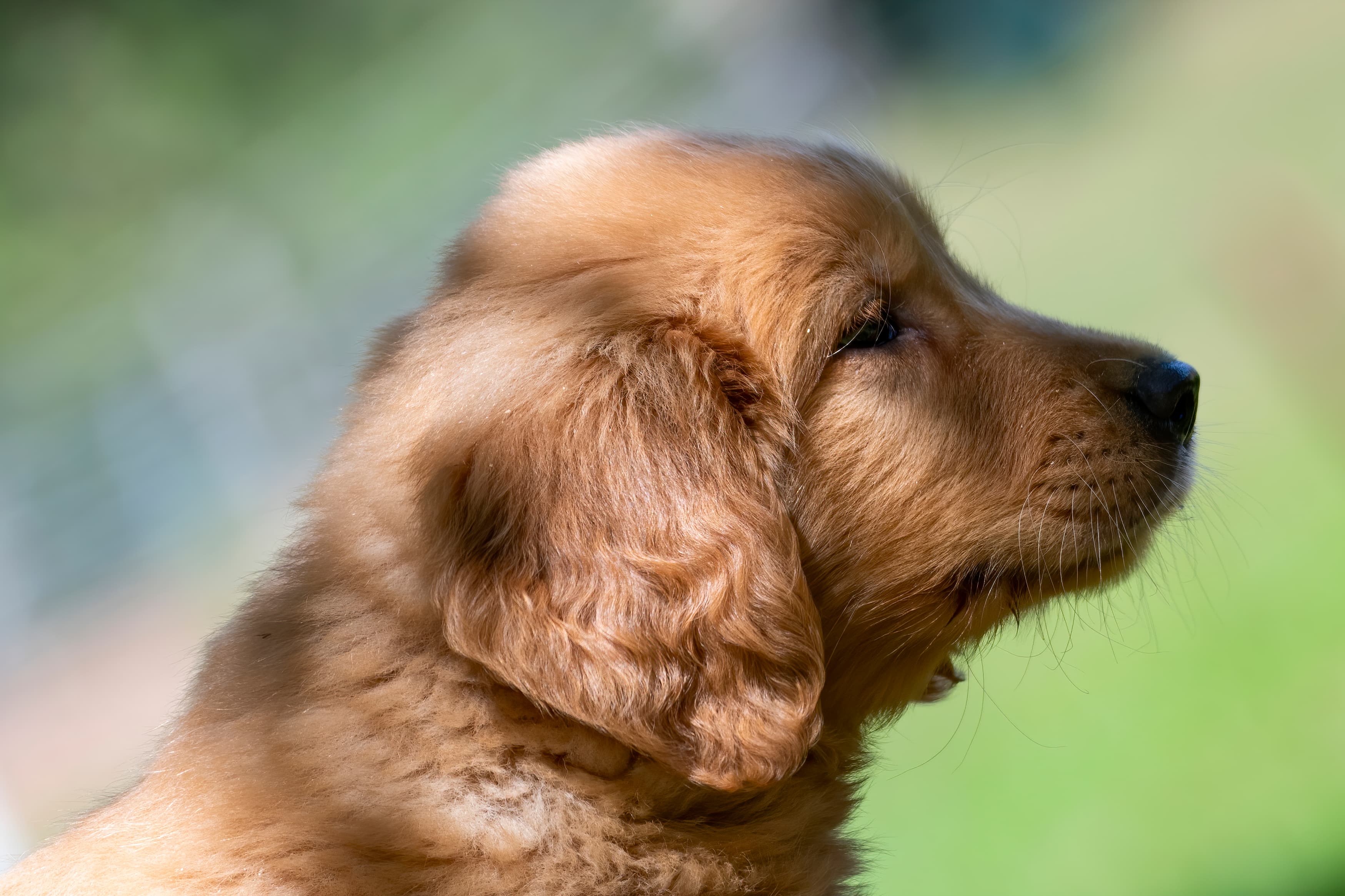 Puppies — pups140