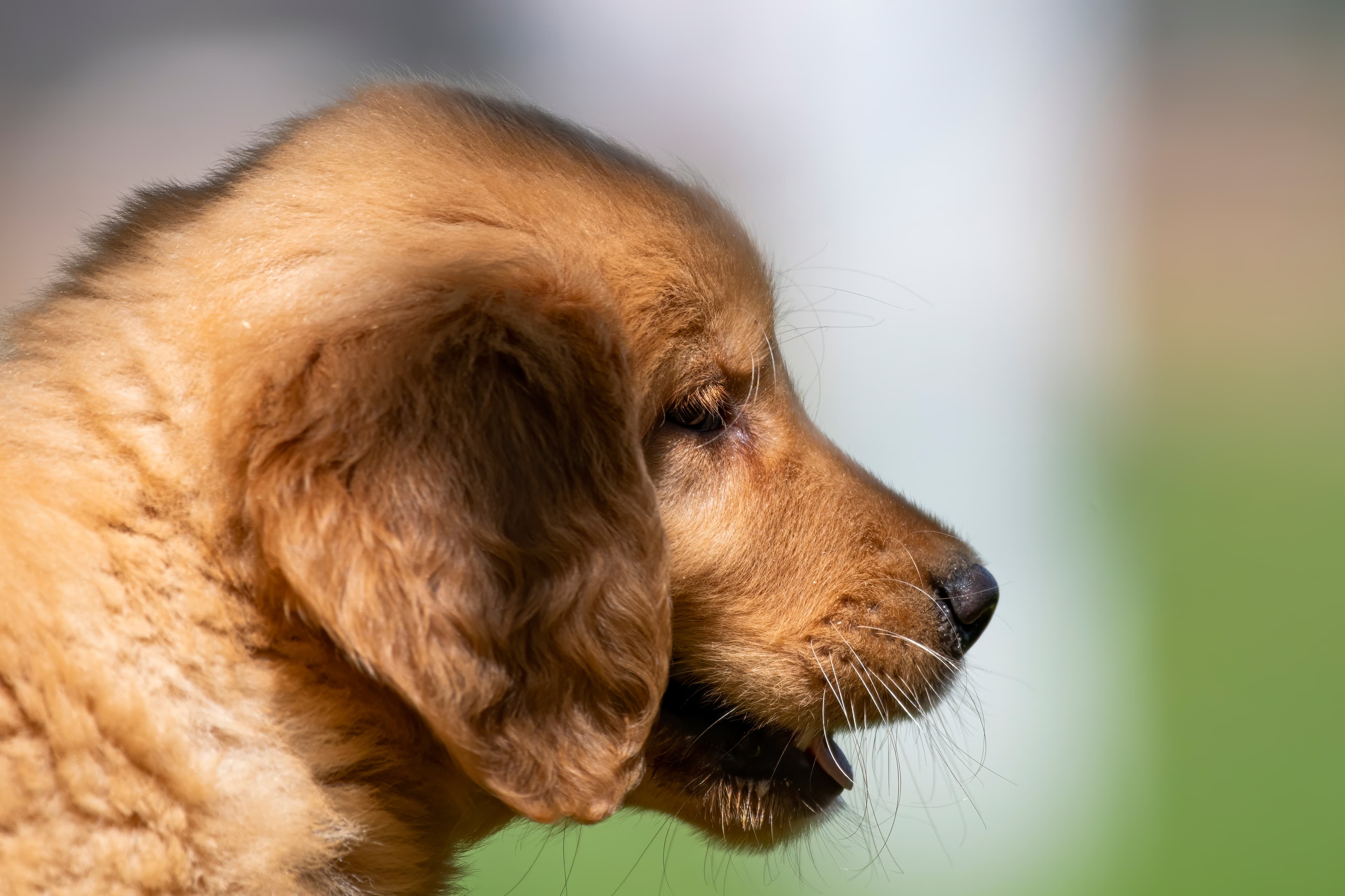 Puppies — pups141