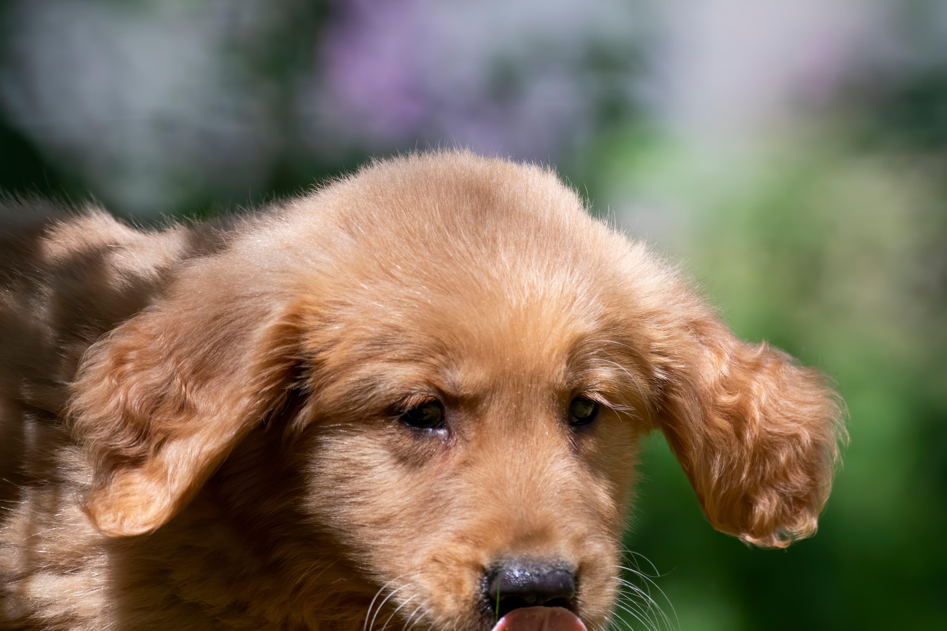 Puppies — pups142