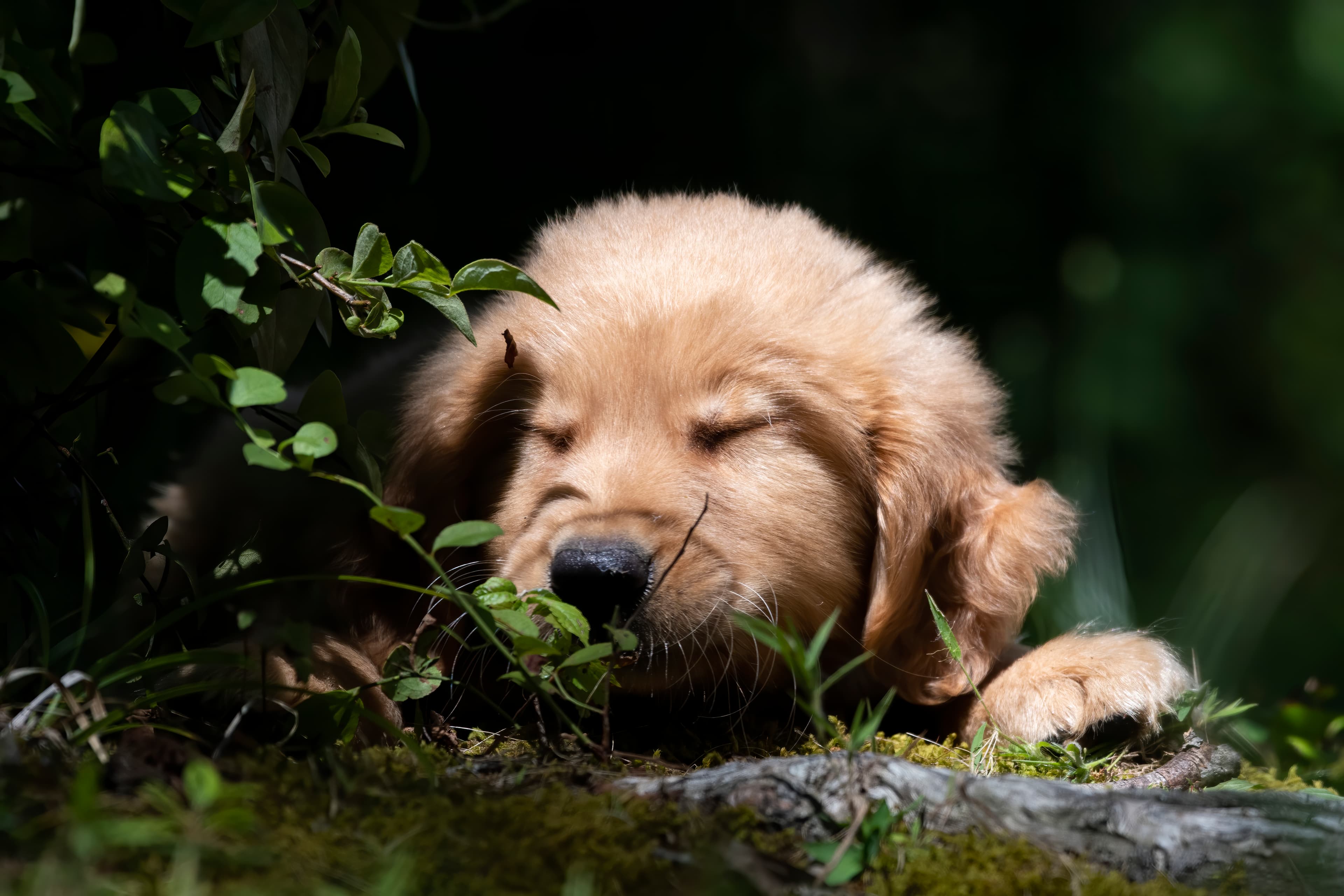 Puppies — pups143
