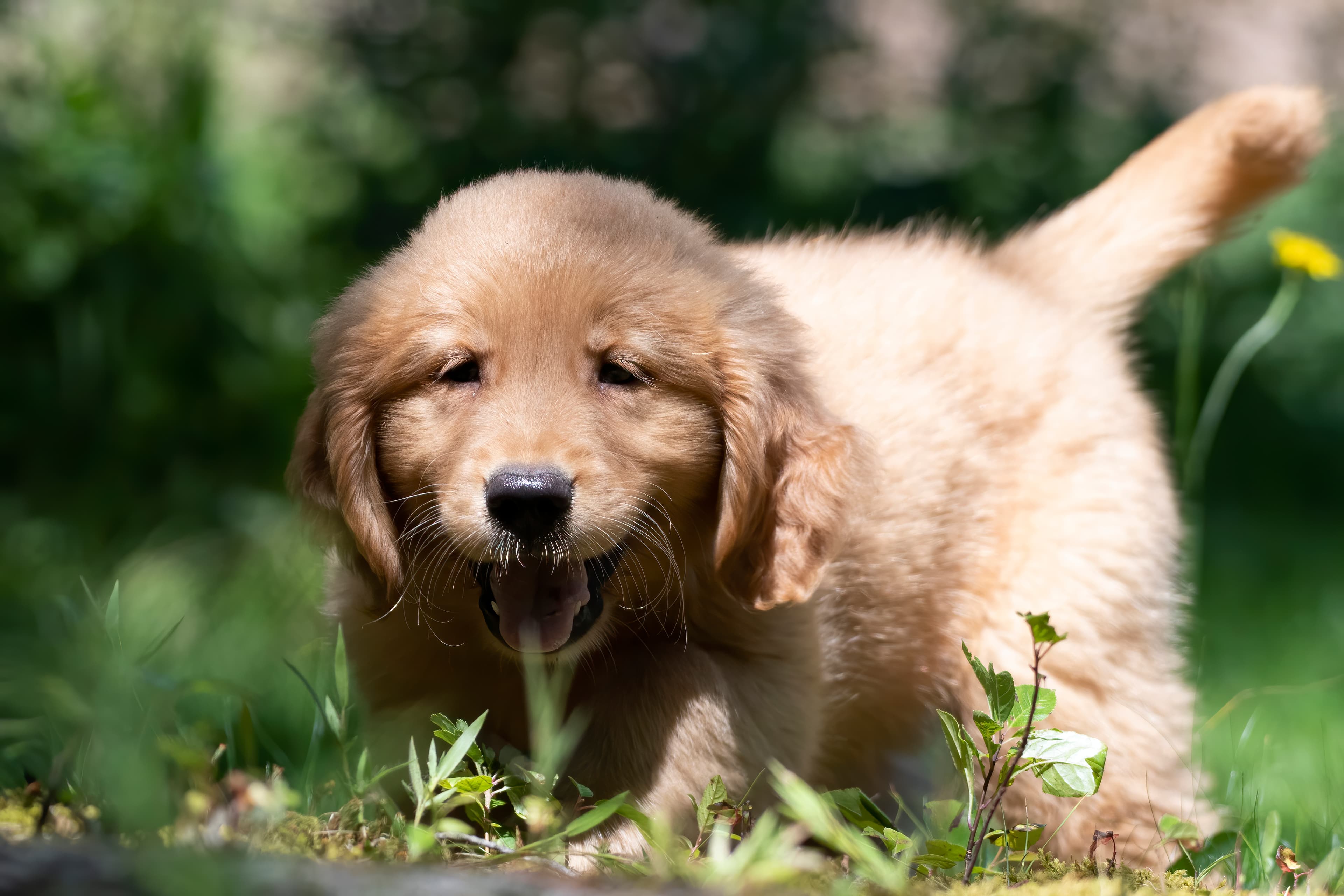 Puppies — pups144