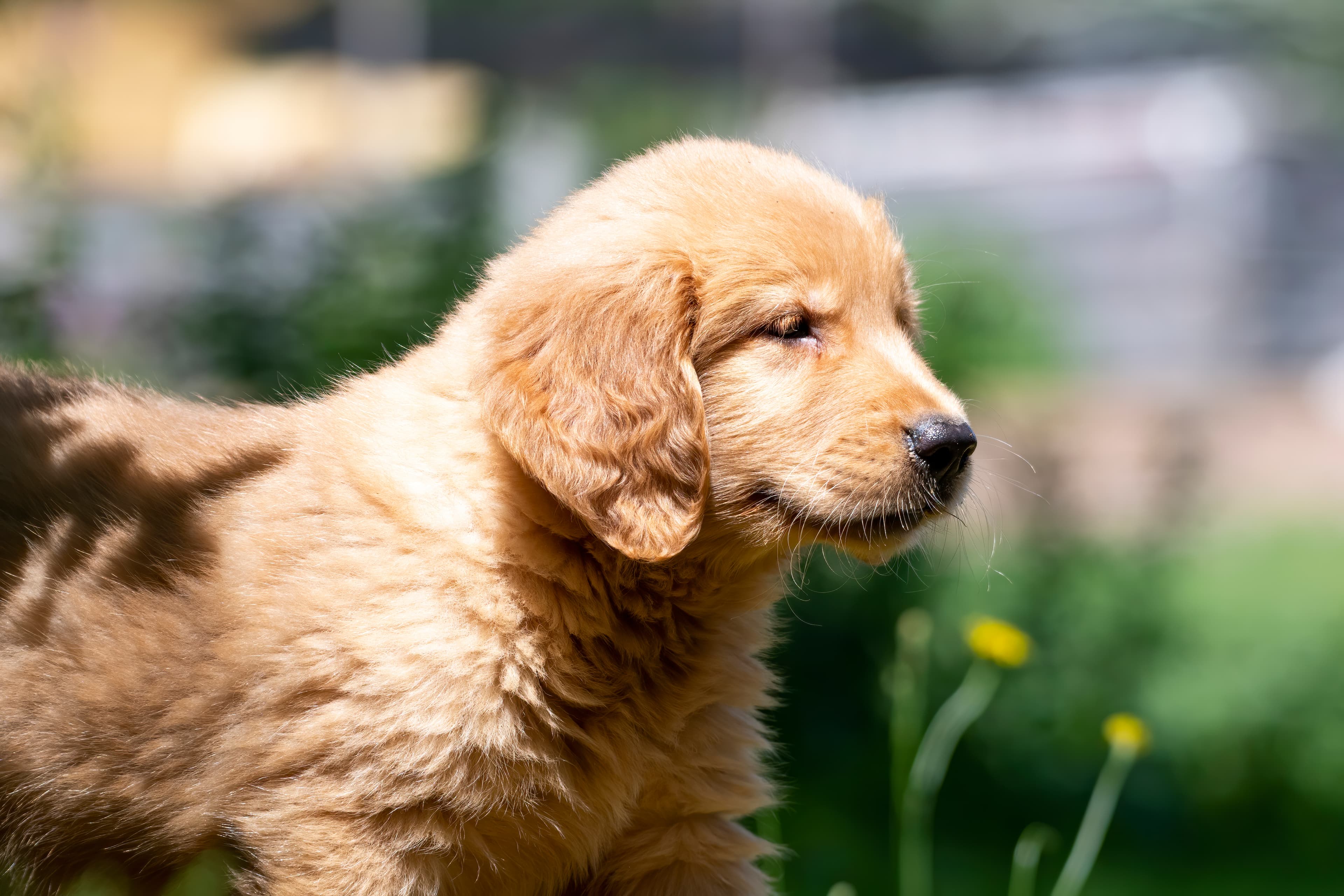 Puppies — pups145