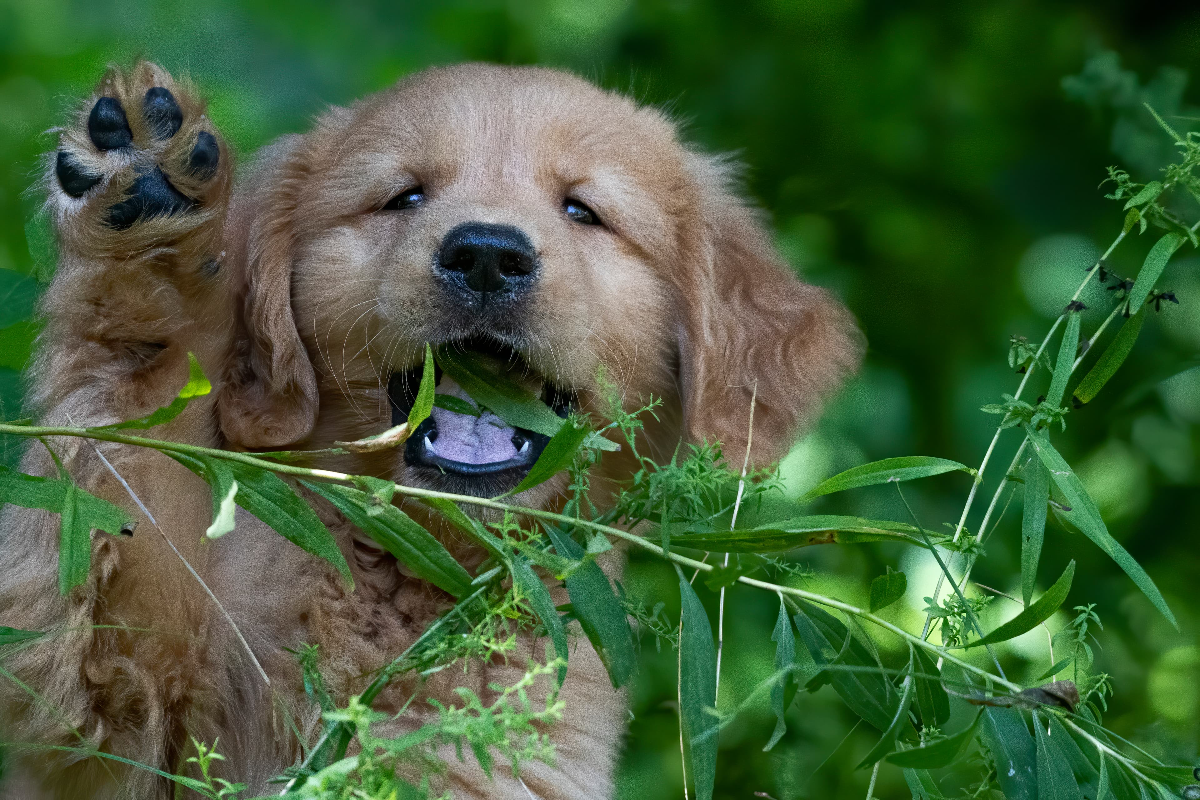 Puppies — pups146