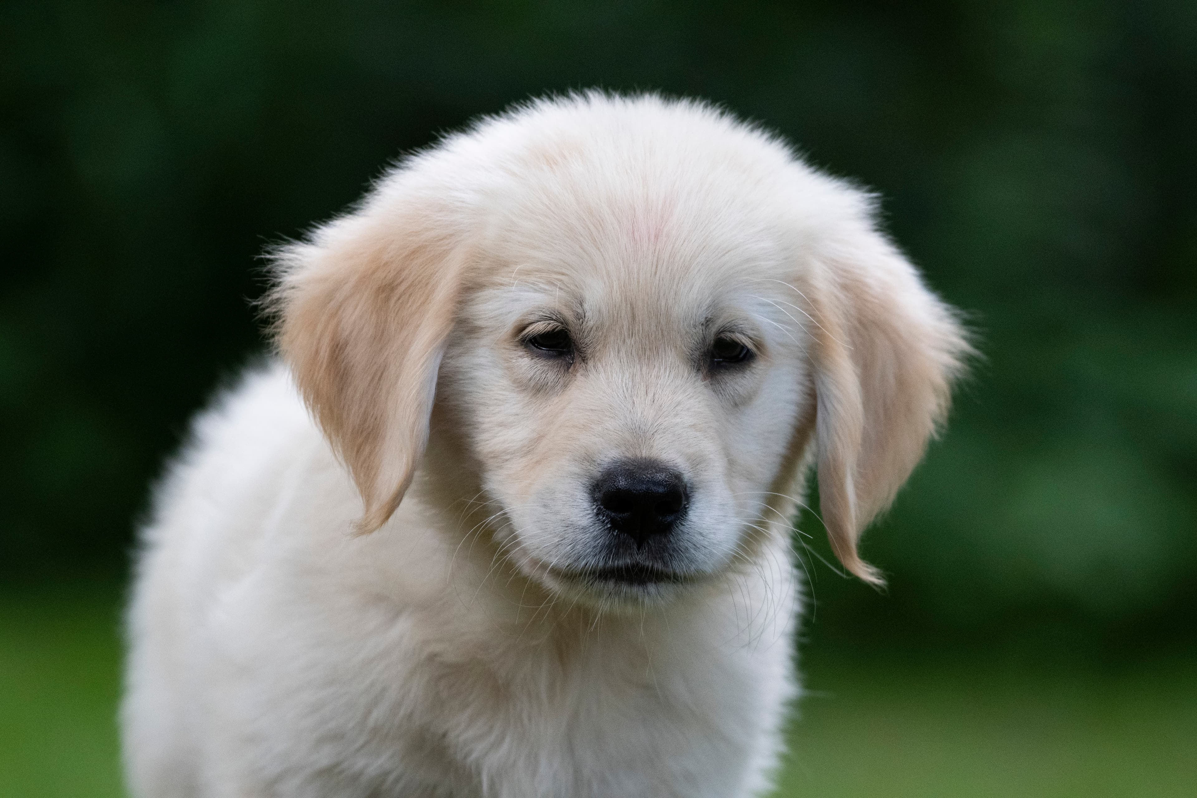 Puppies — pups148