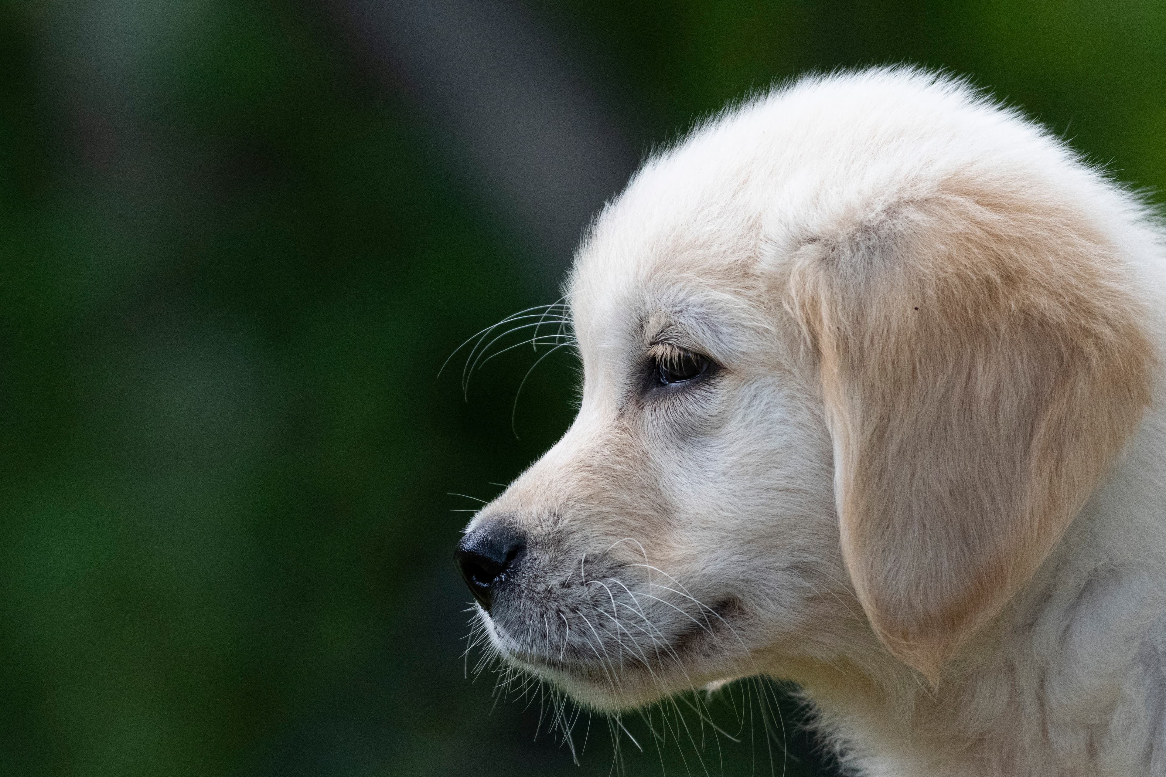 Puppies — pups149