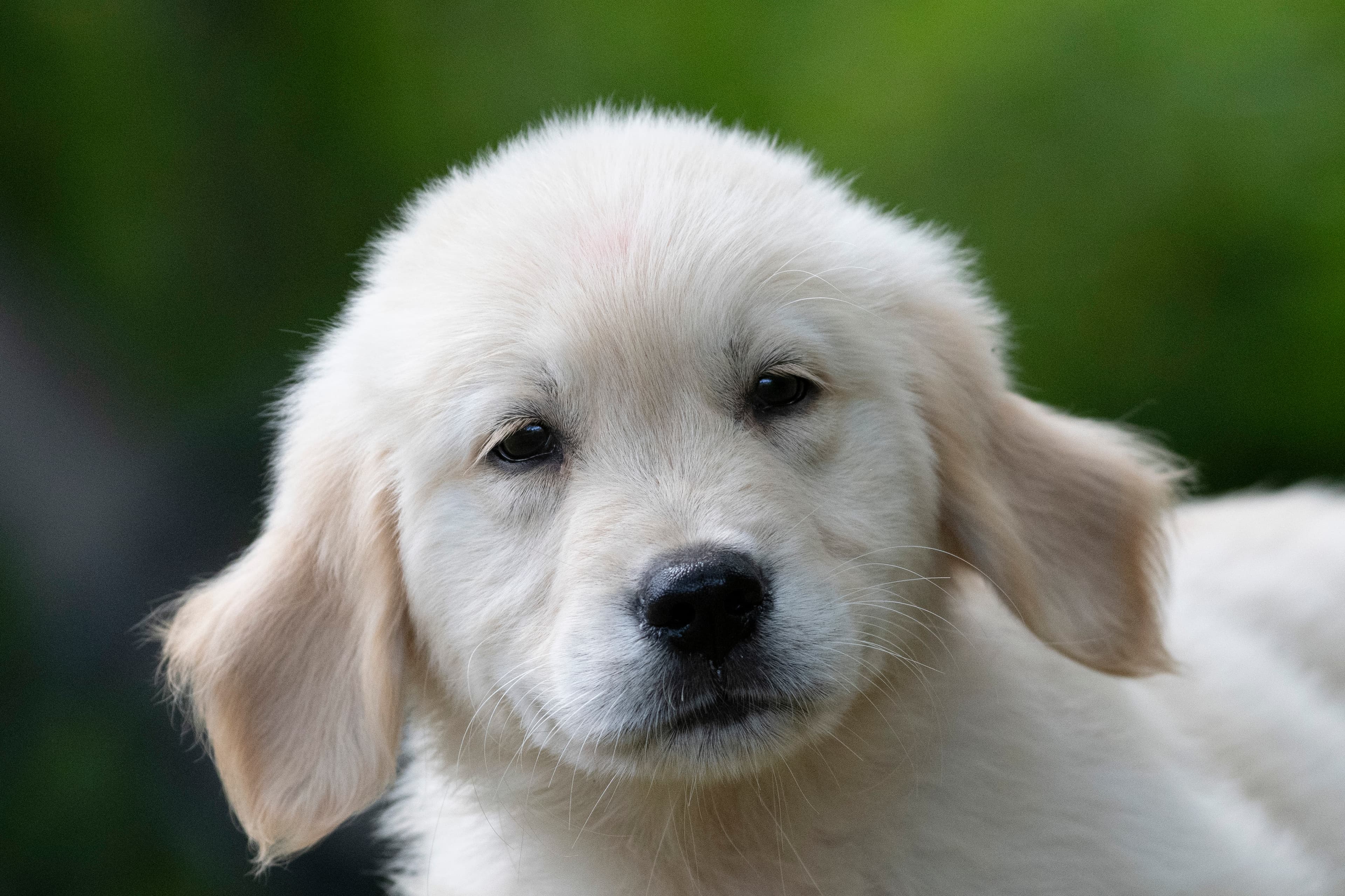 Puppies — pups150