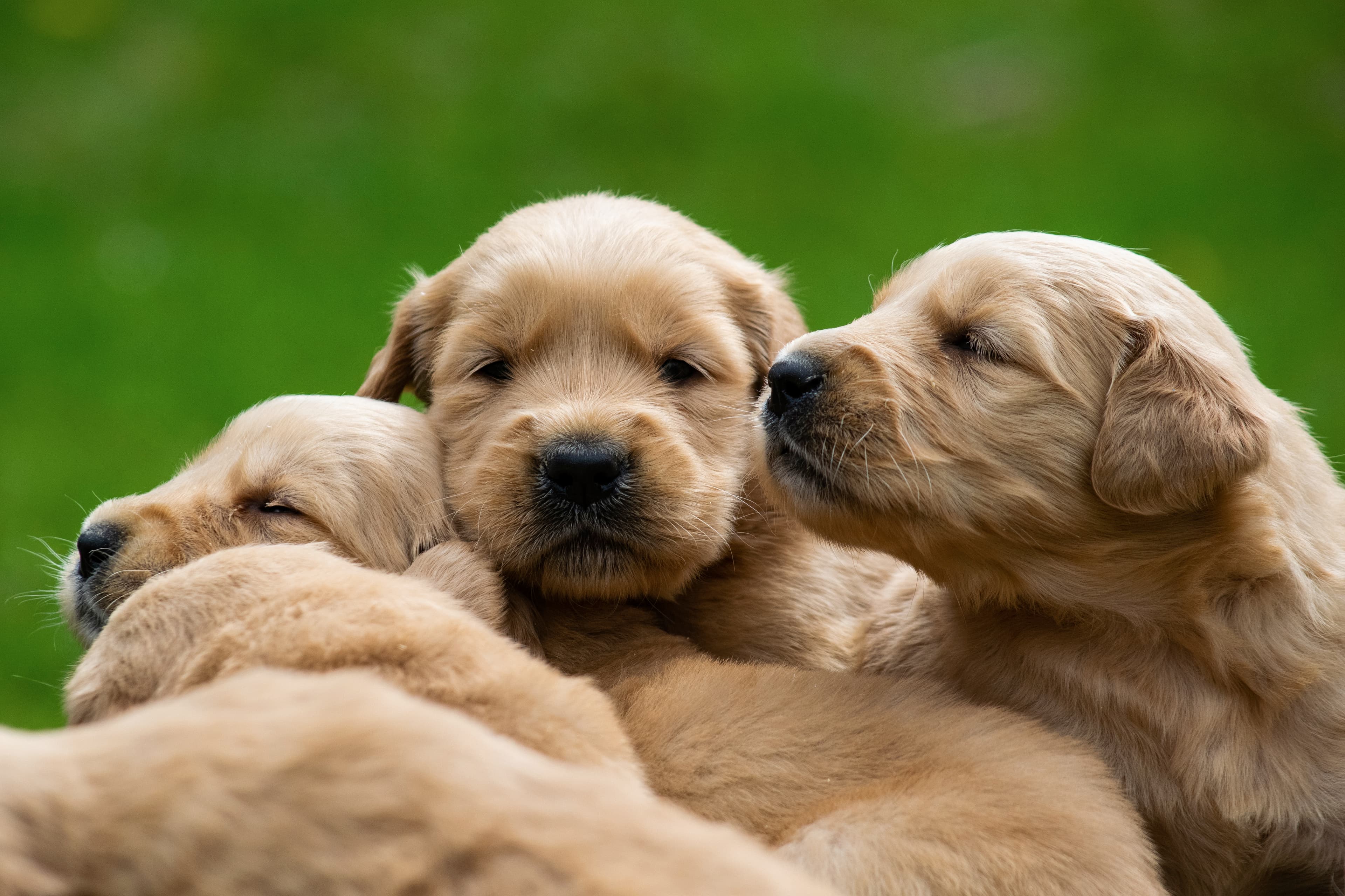 Puppies — pups152