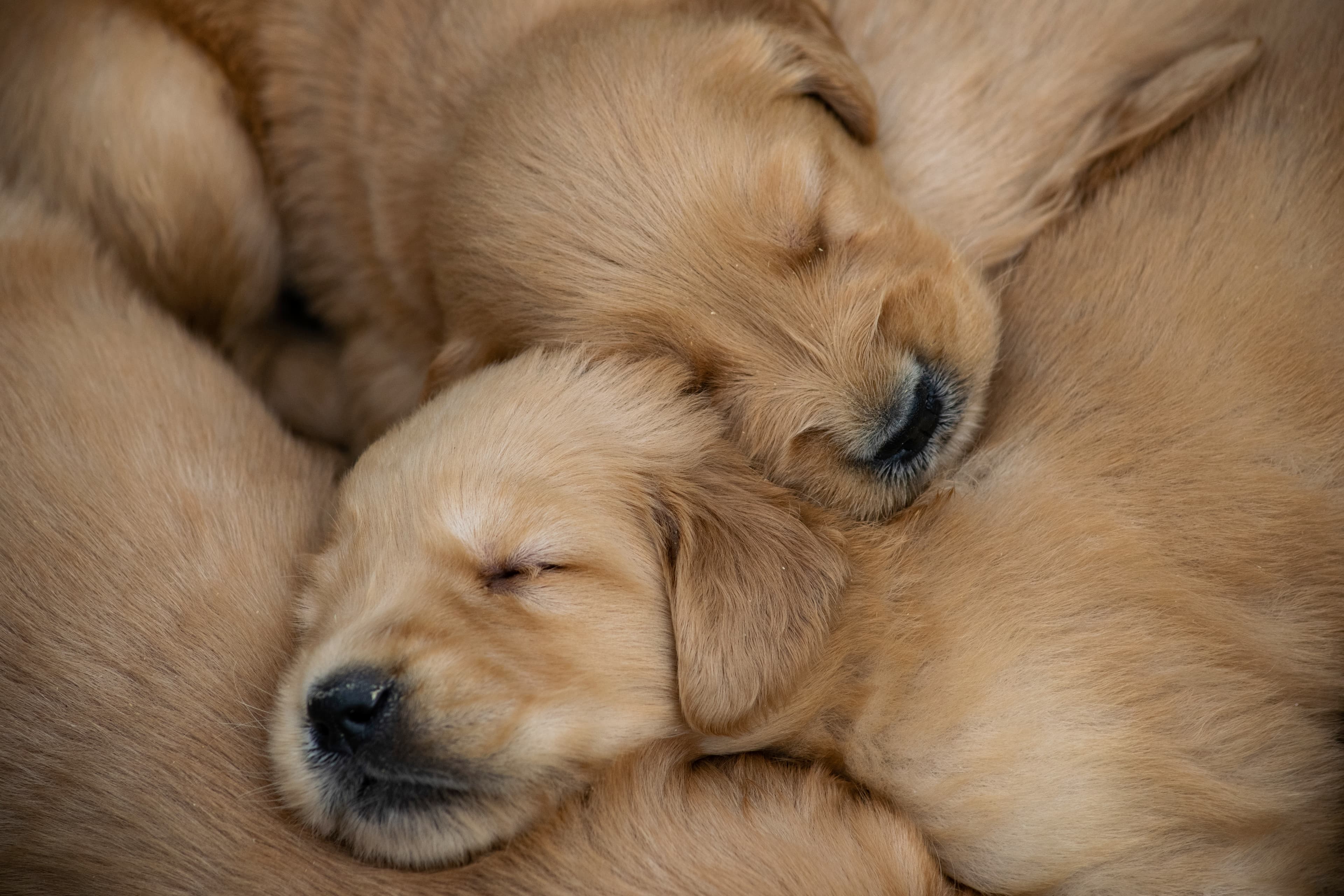 Puppies — pups153