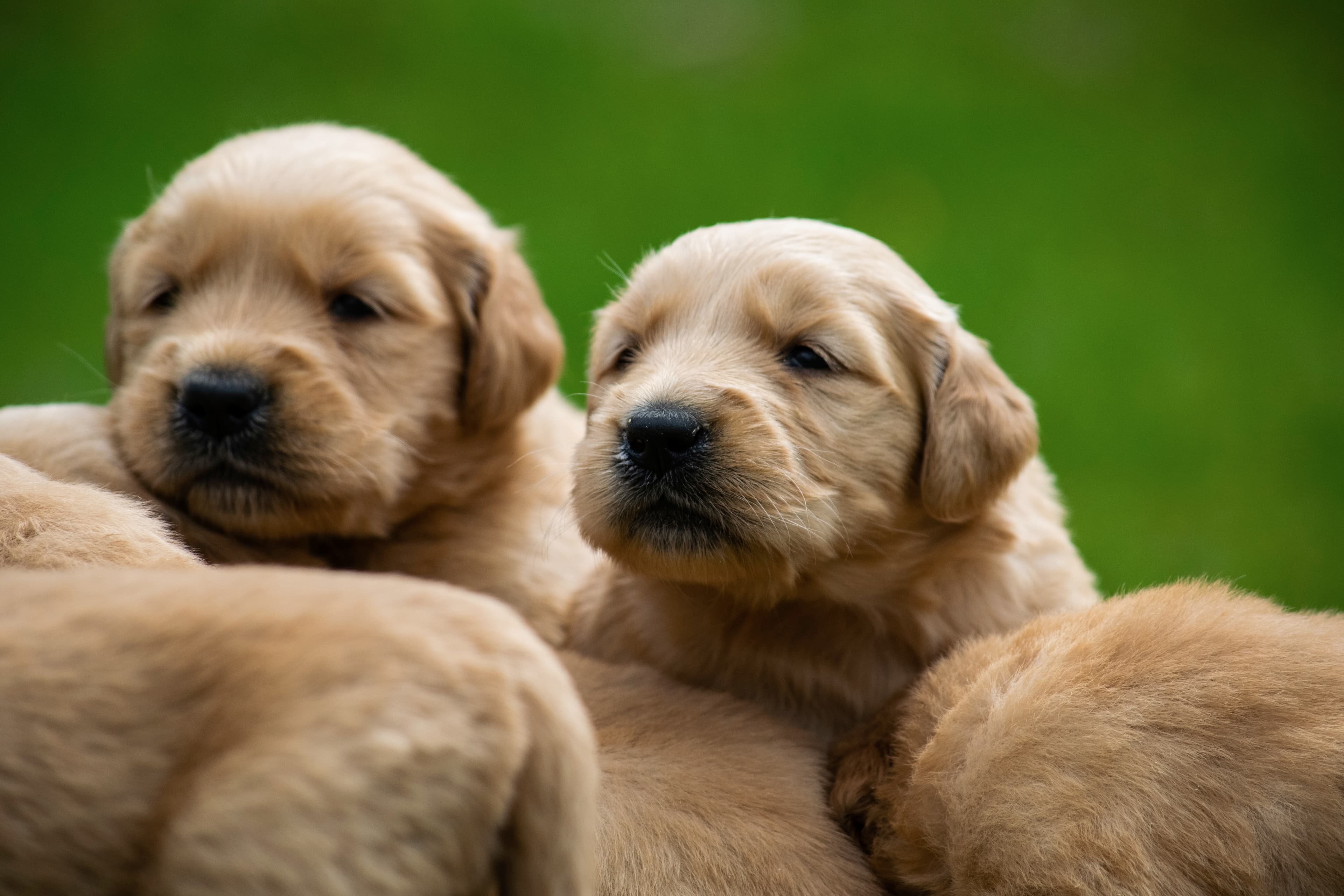 Puppies — pups154