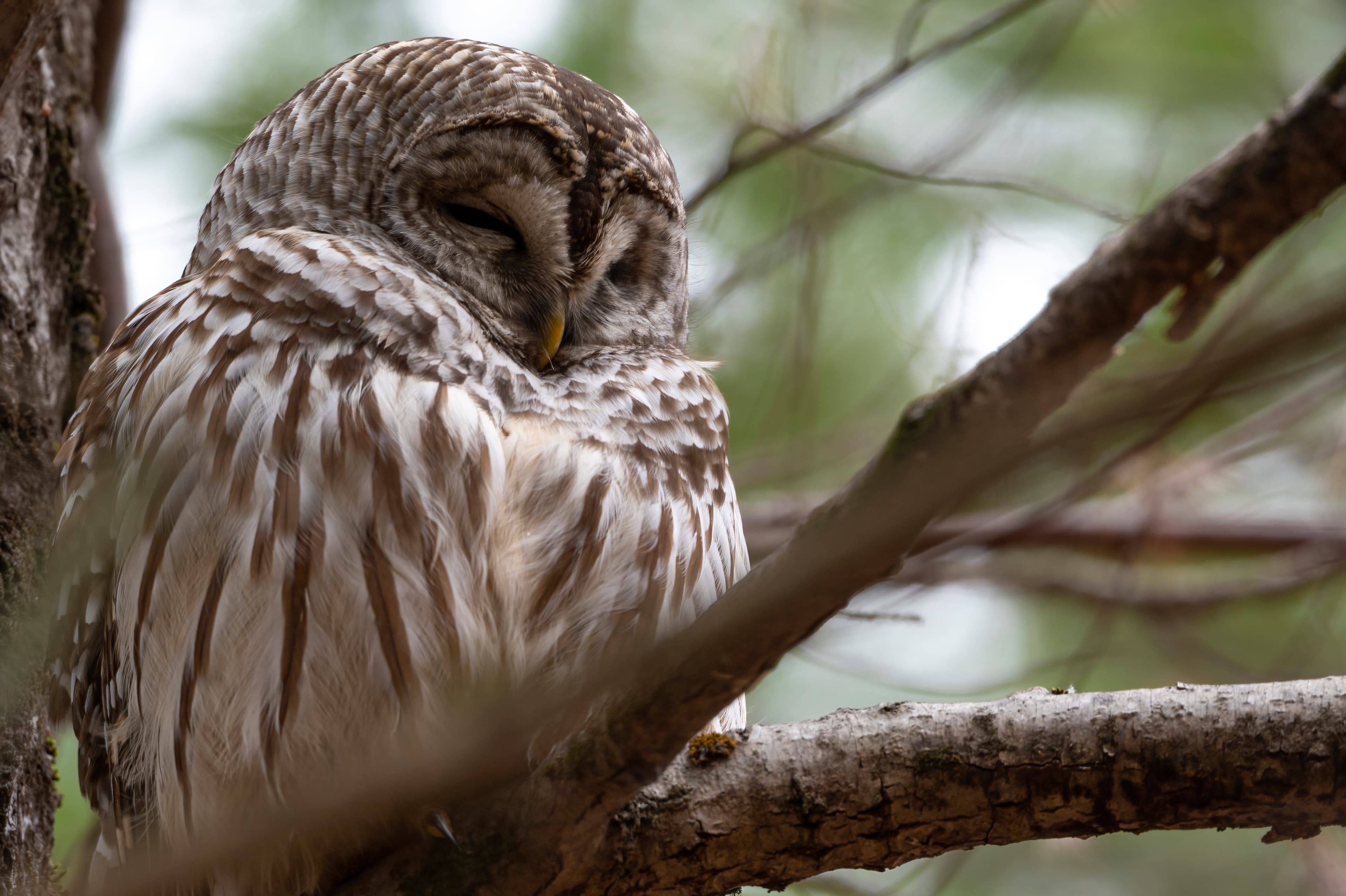 Wildlife — MrOwl108 f